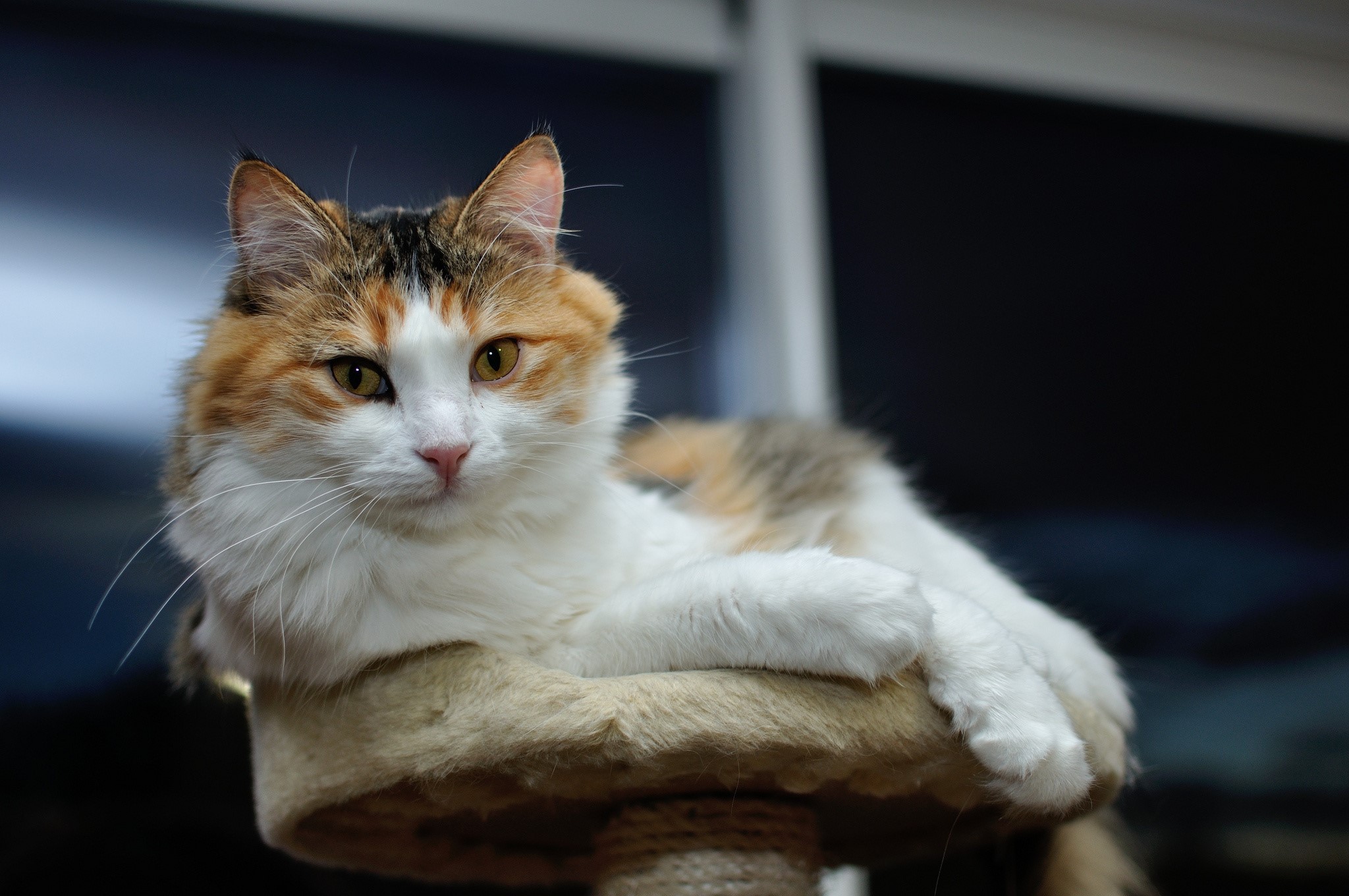 Calico cat resting on a cat tree HD Wallpaper