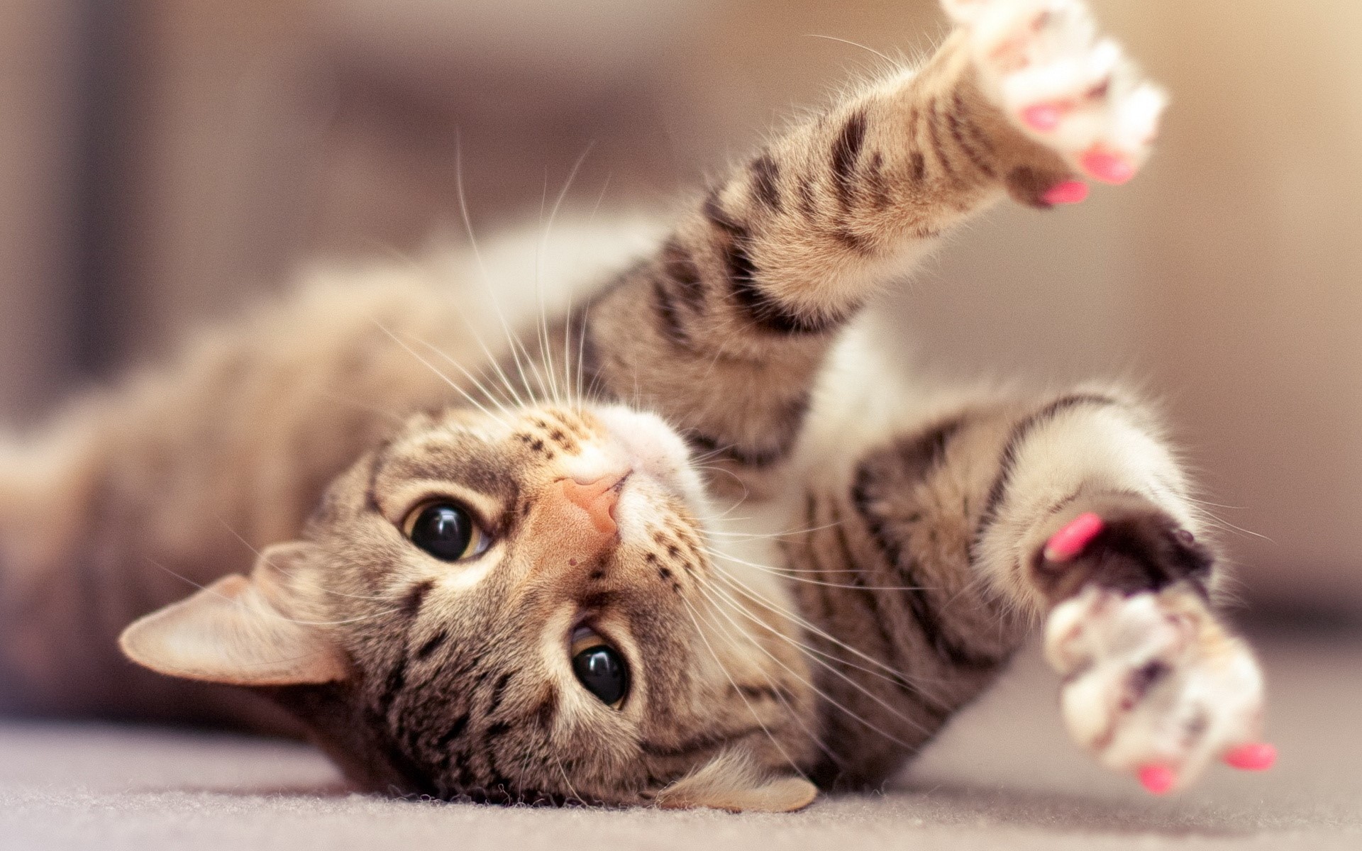 A tabby cat with pink nail caps plays on its back HD Wallpaper