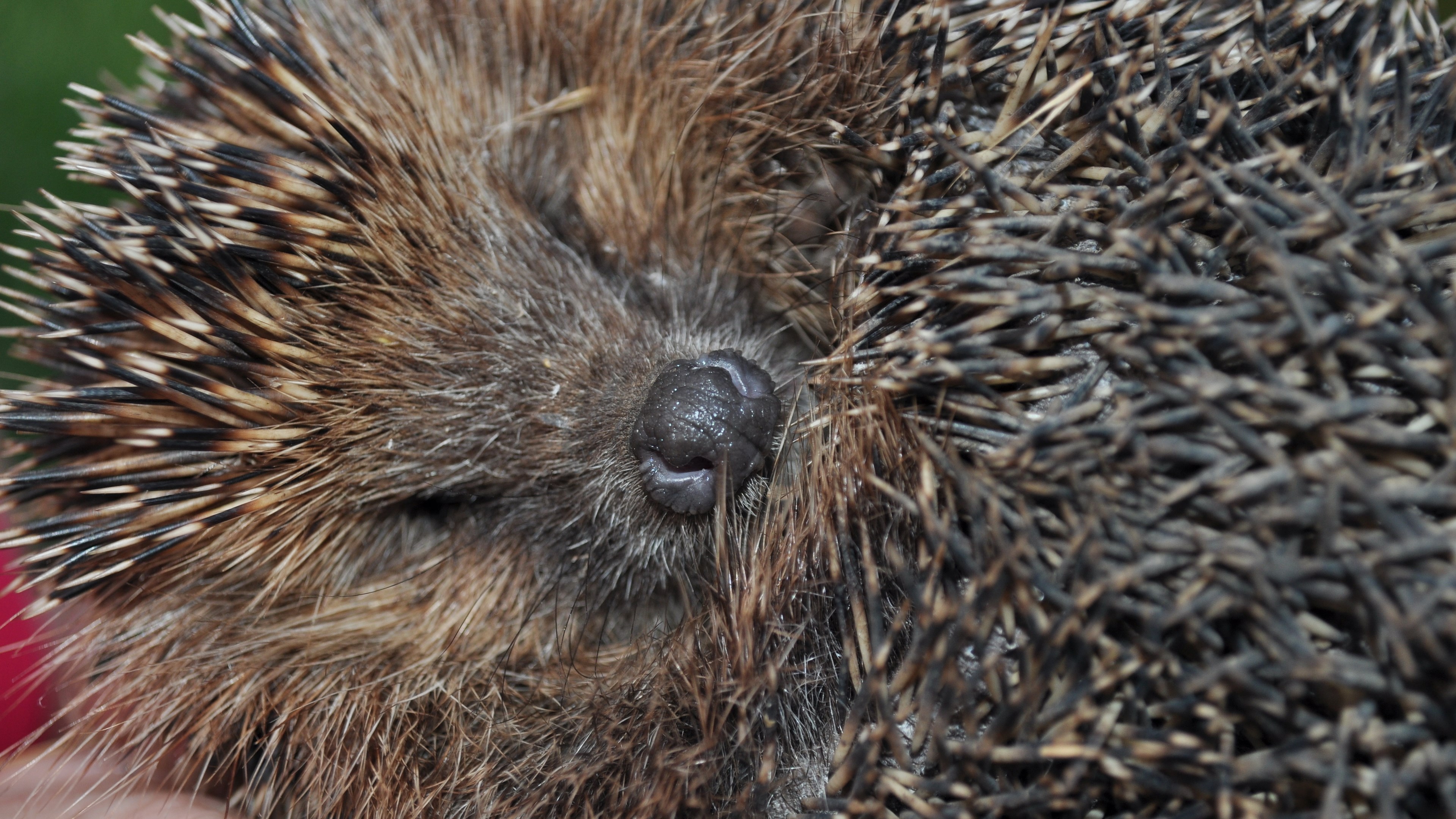 Close-up of a hedgehog's nose and spines HD Wallpaper