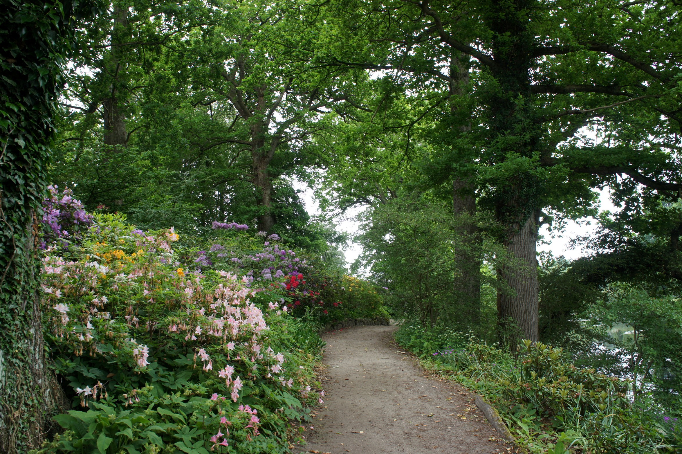 A winding path through a park with blooming flowers and trees HD Wallpaper