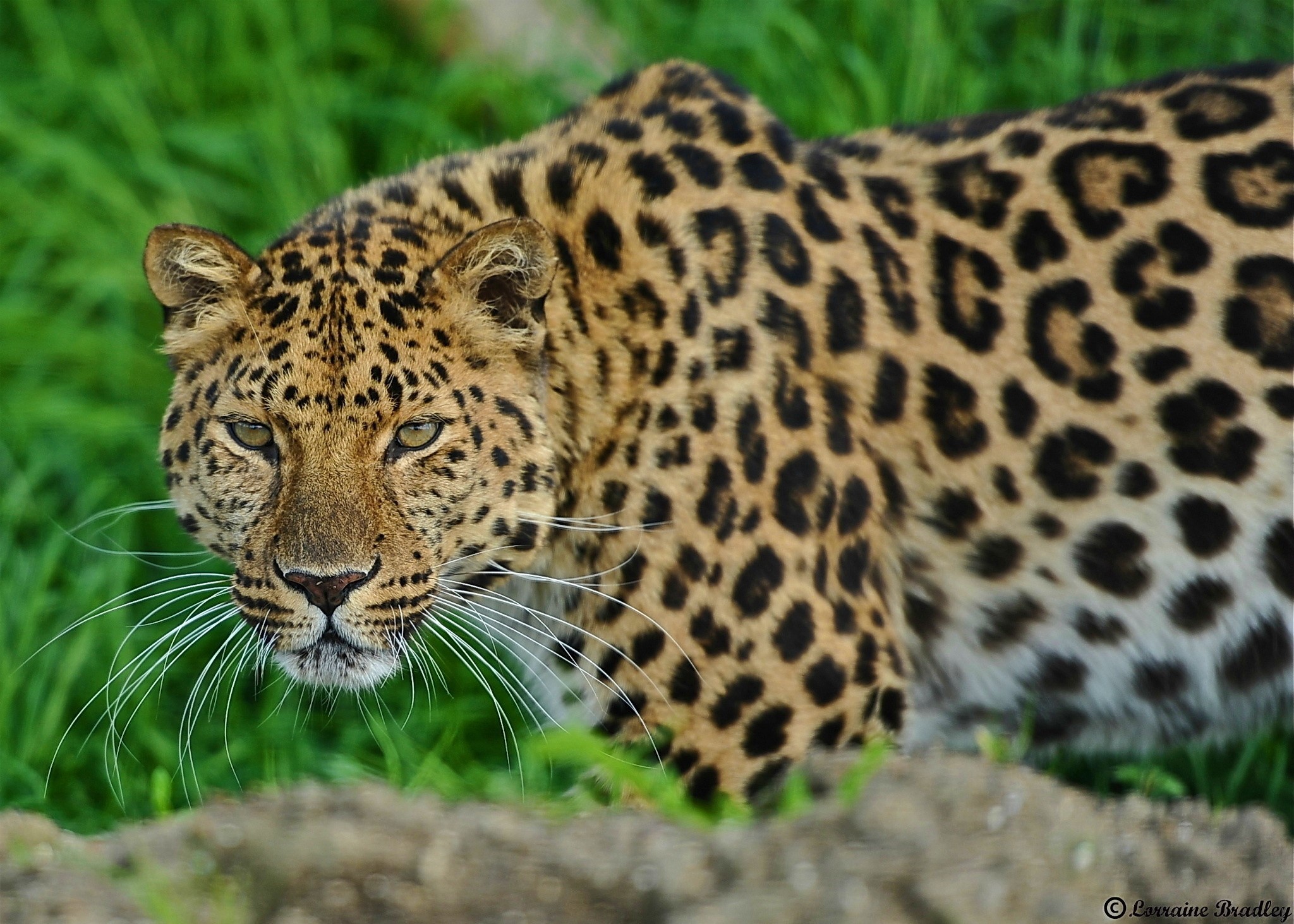 Leopard in green grass HD Wallpaper