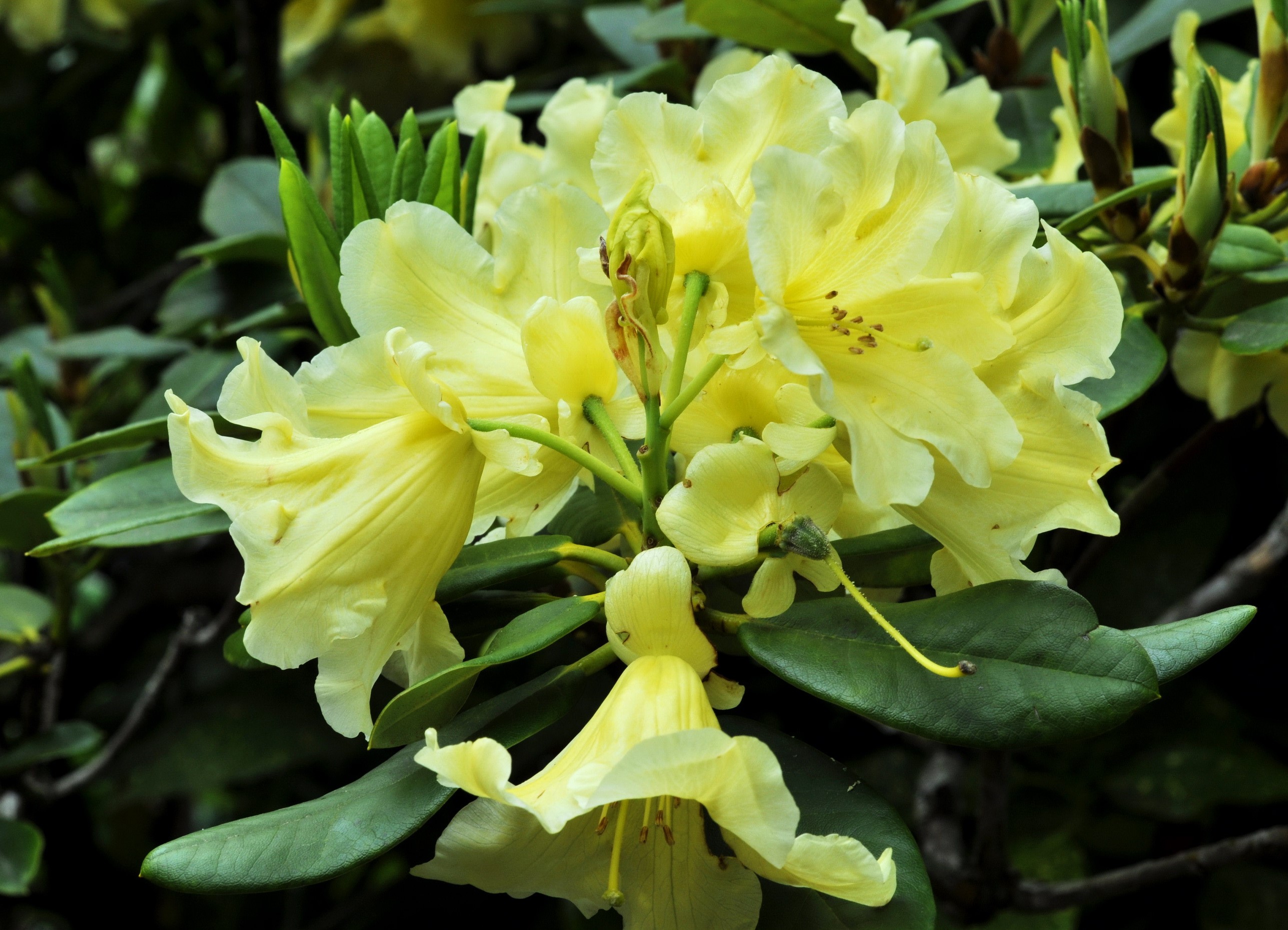 Yellow Rhododendron flowers and leaves HD Wallpaper