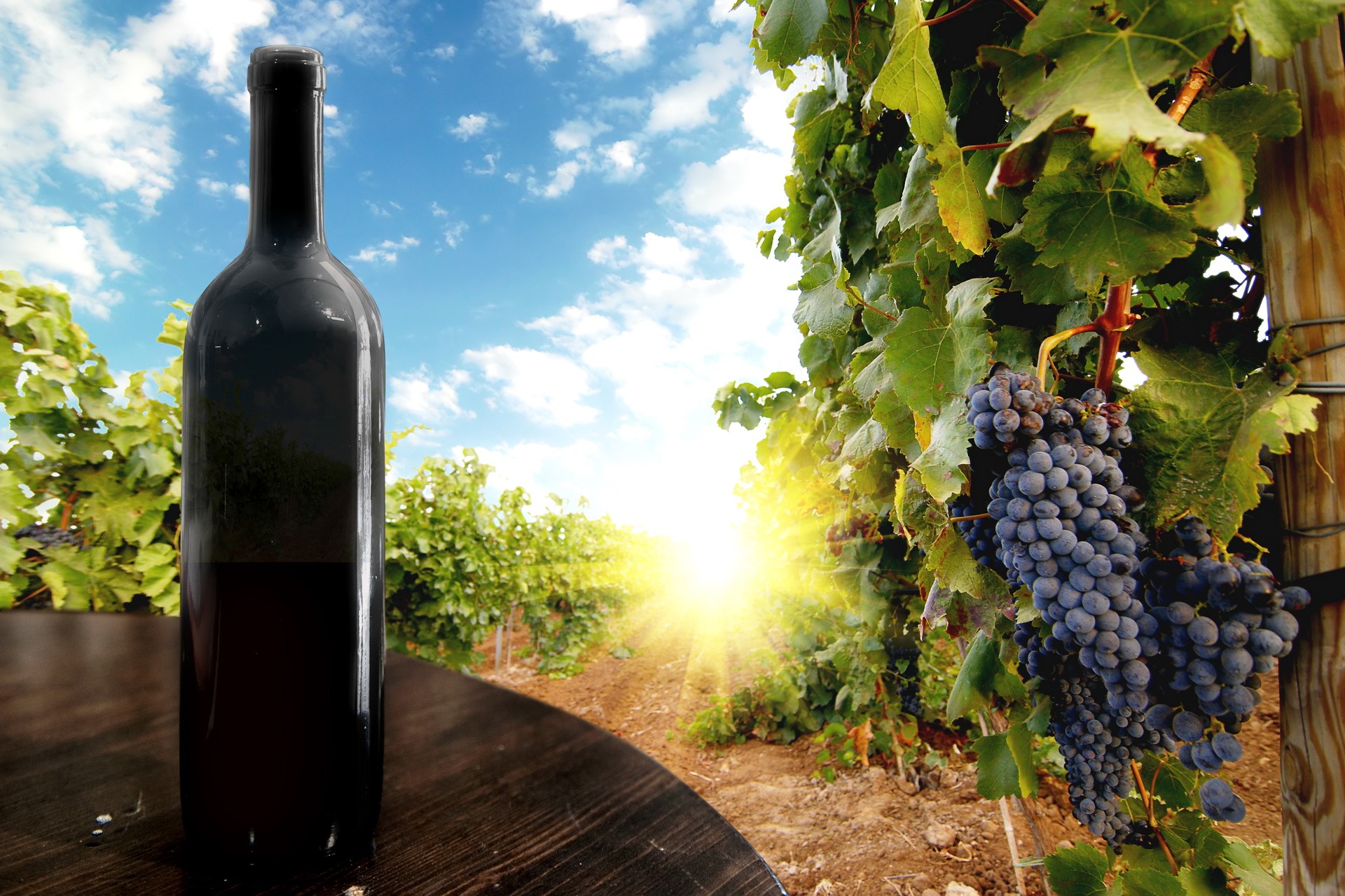 Bottle of wine in a vineyard with grapes HD Wallpaper