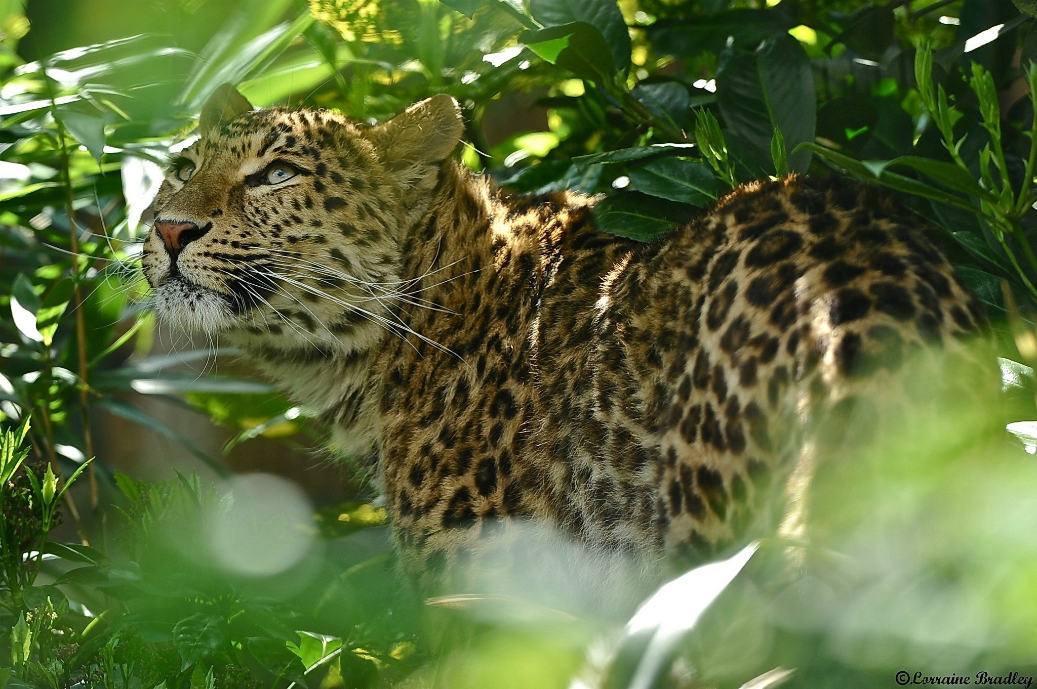 Leopard in green foliage HD Wallpaper