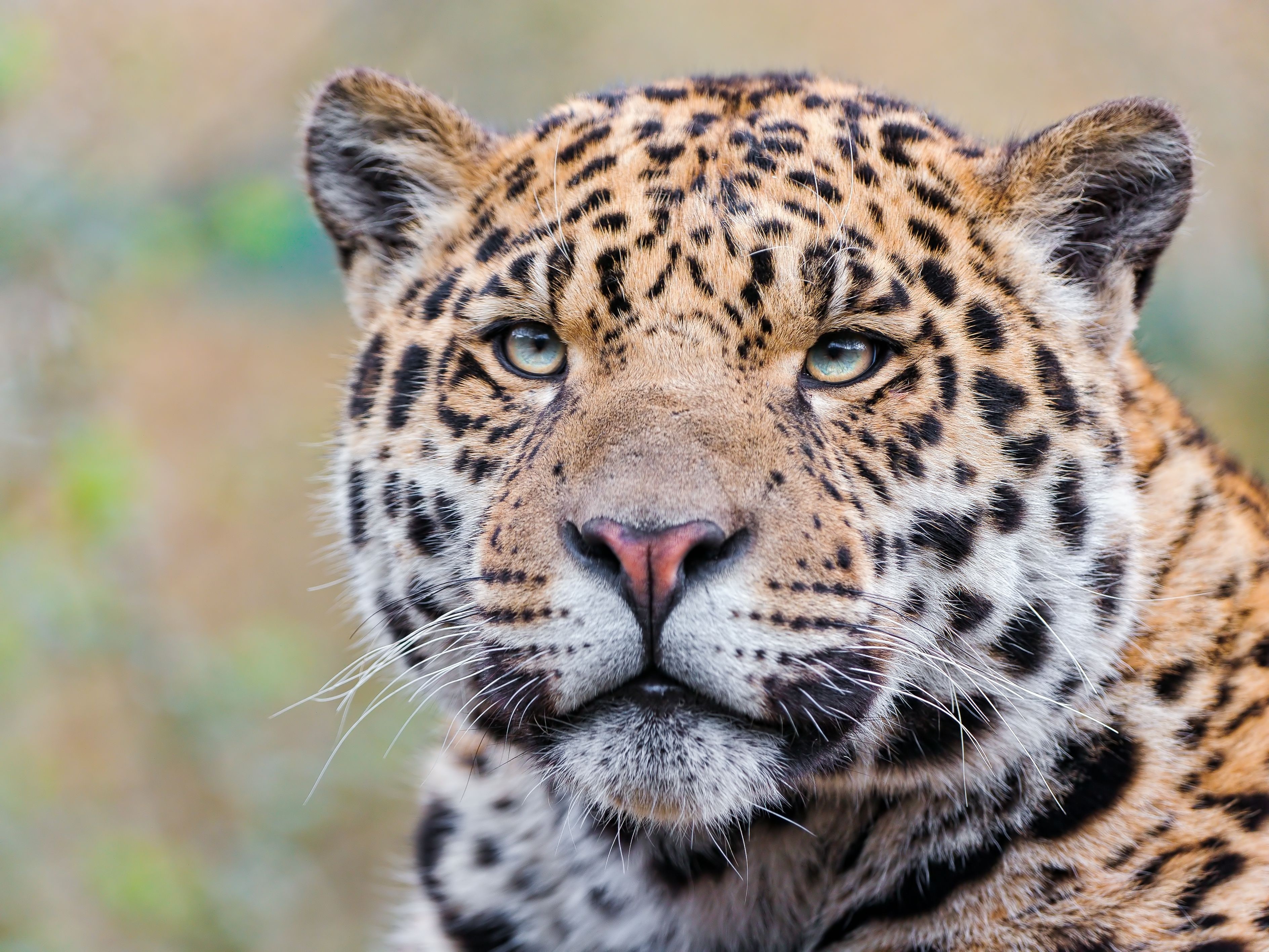 Close-up of a Jaguar's face HD Wallpaper