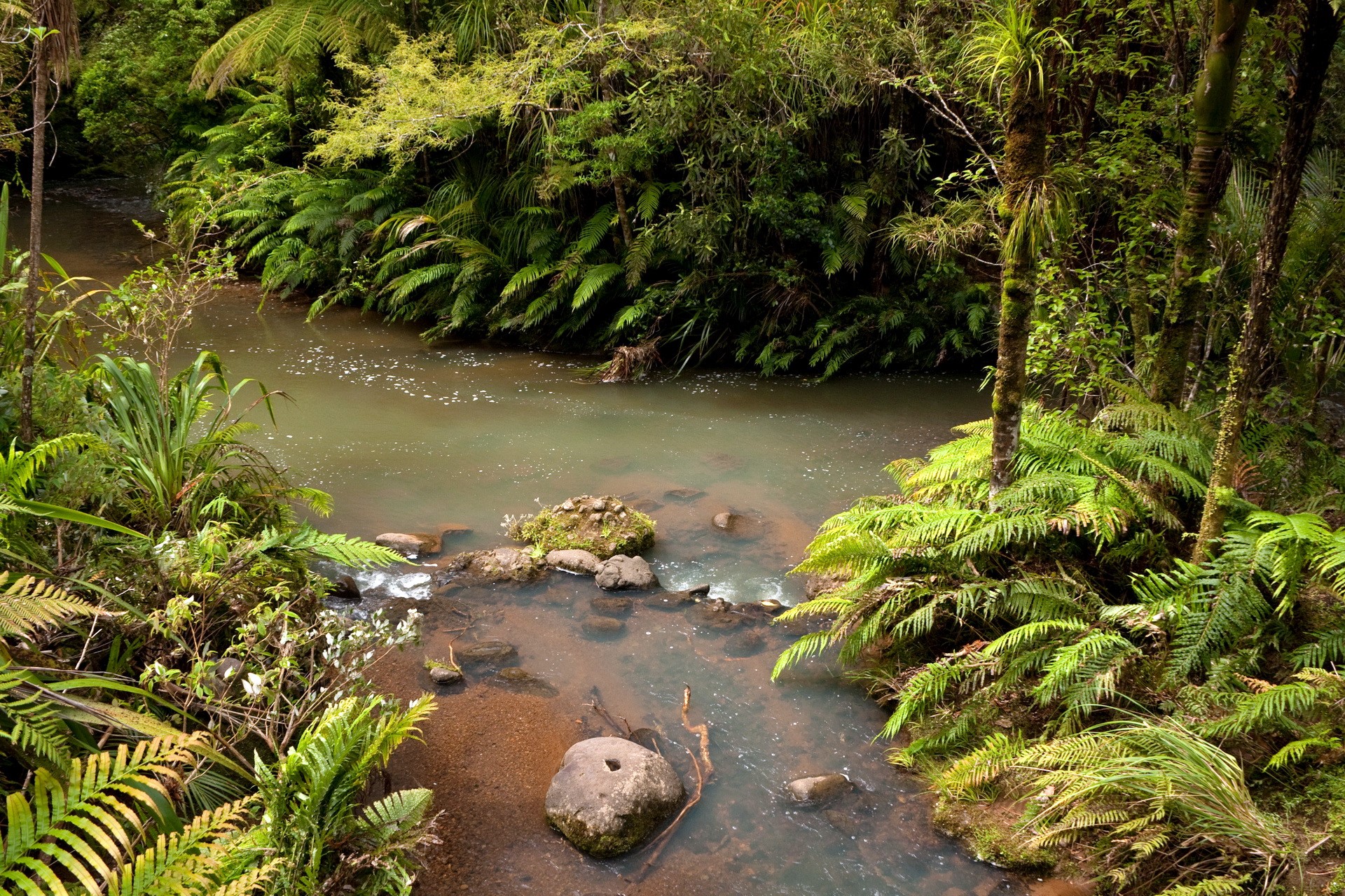 River flowing through a dense, green forest with ferns HD Wallpaper