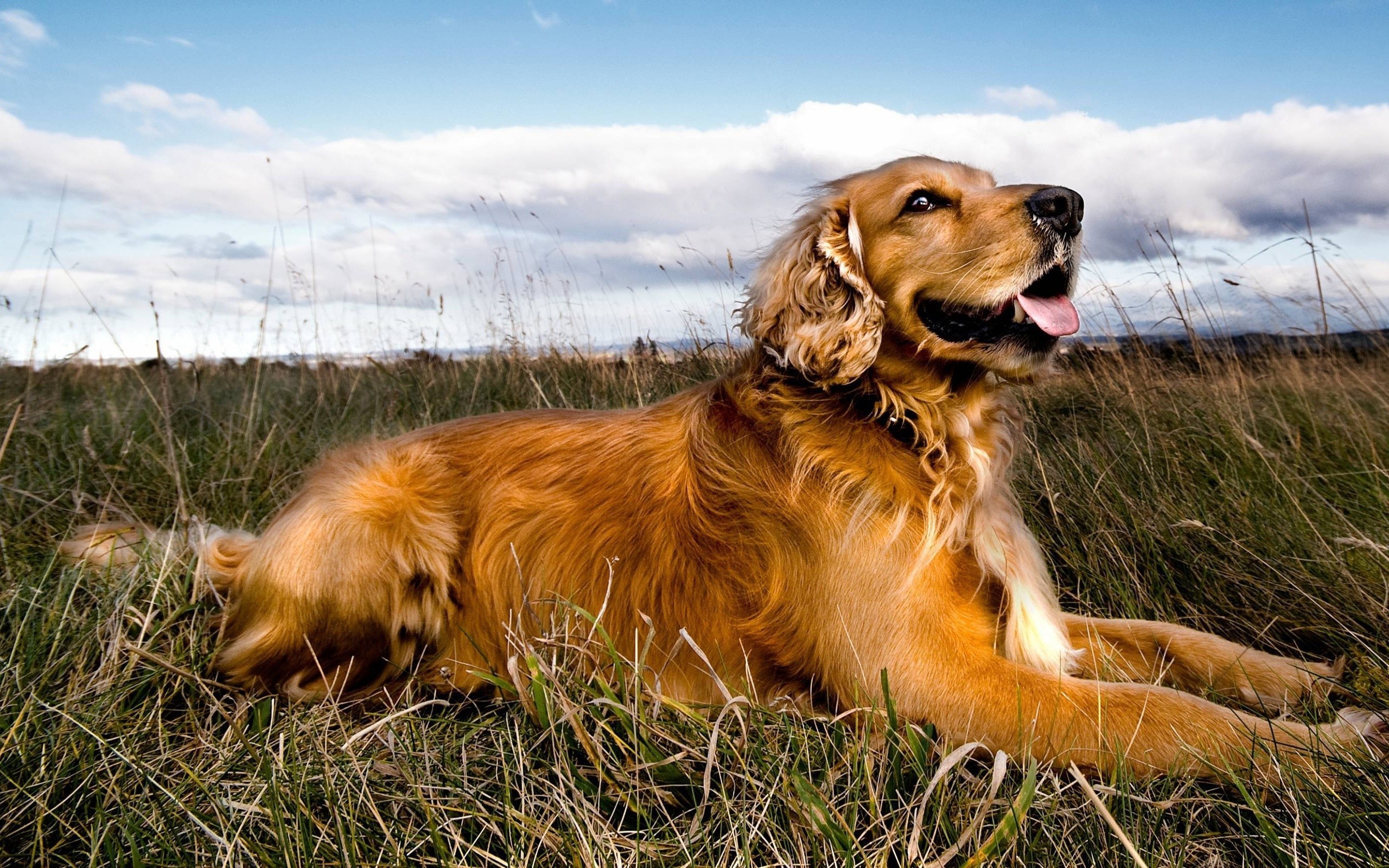 Golden Retriever dog lying in tall grass HD Wallpaper
