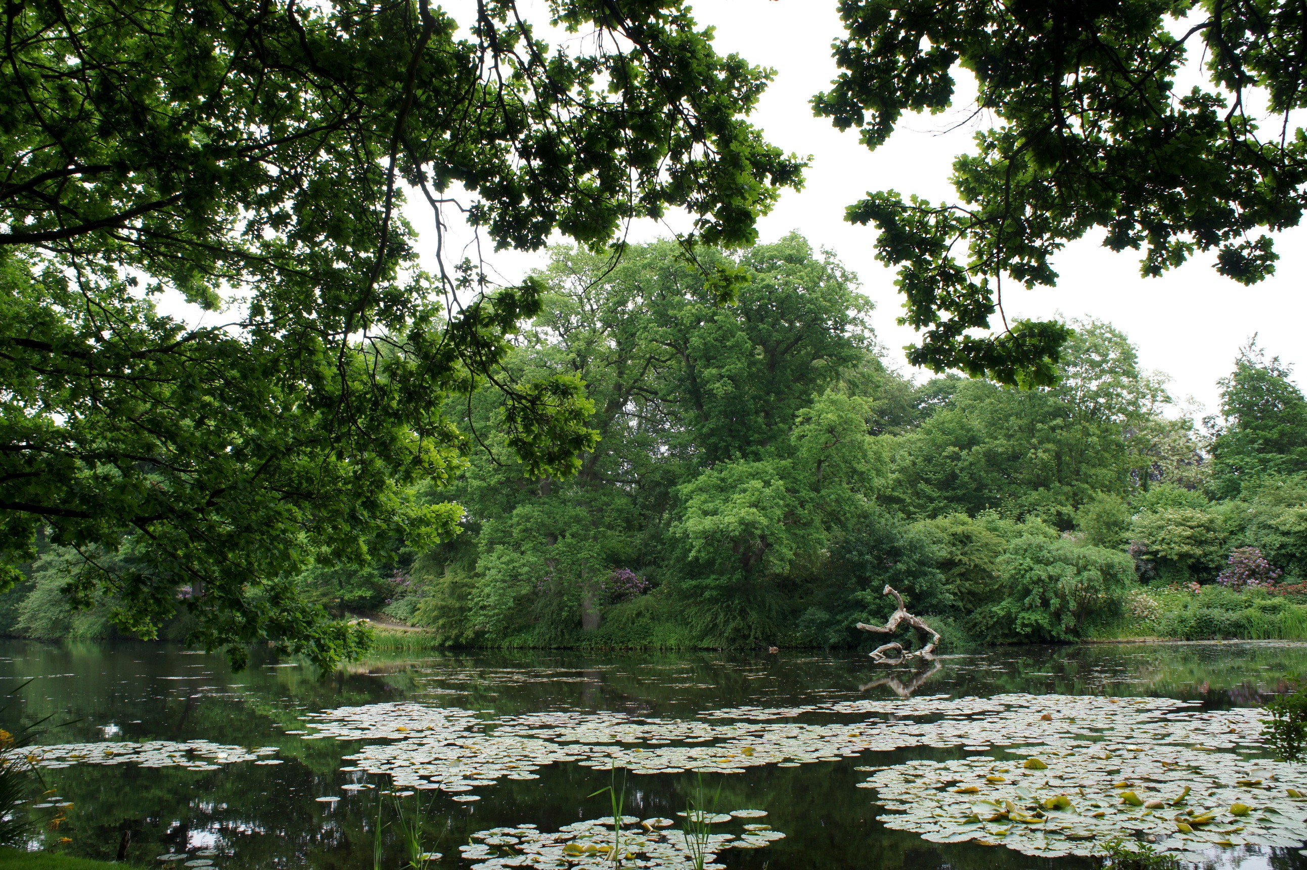 Lake with lily pads and trees HD Wallpaper