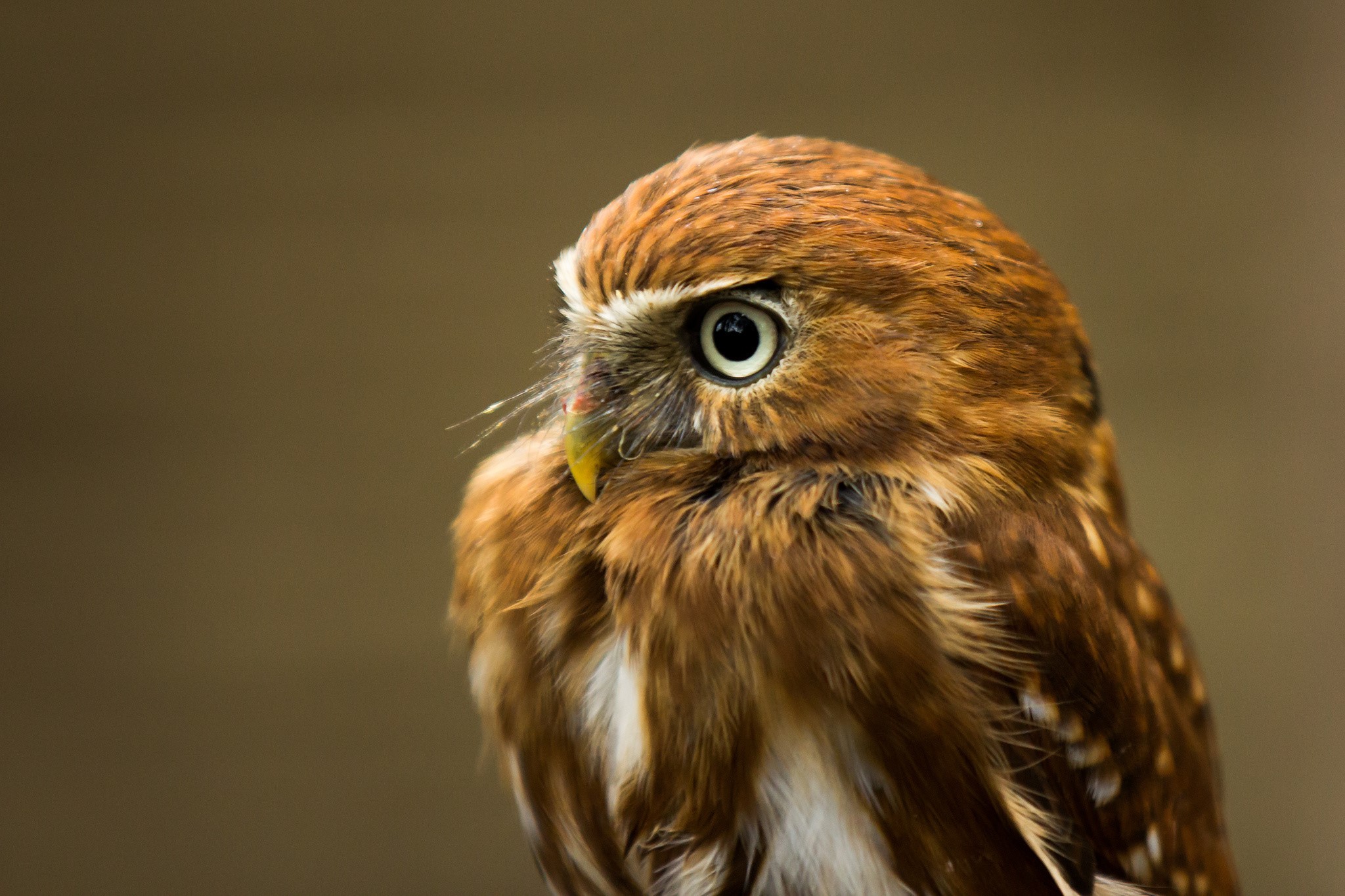 Close-up of a small brown owl HD Wallpaper