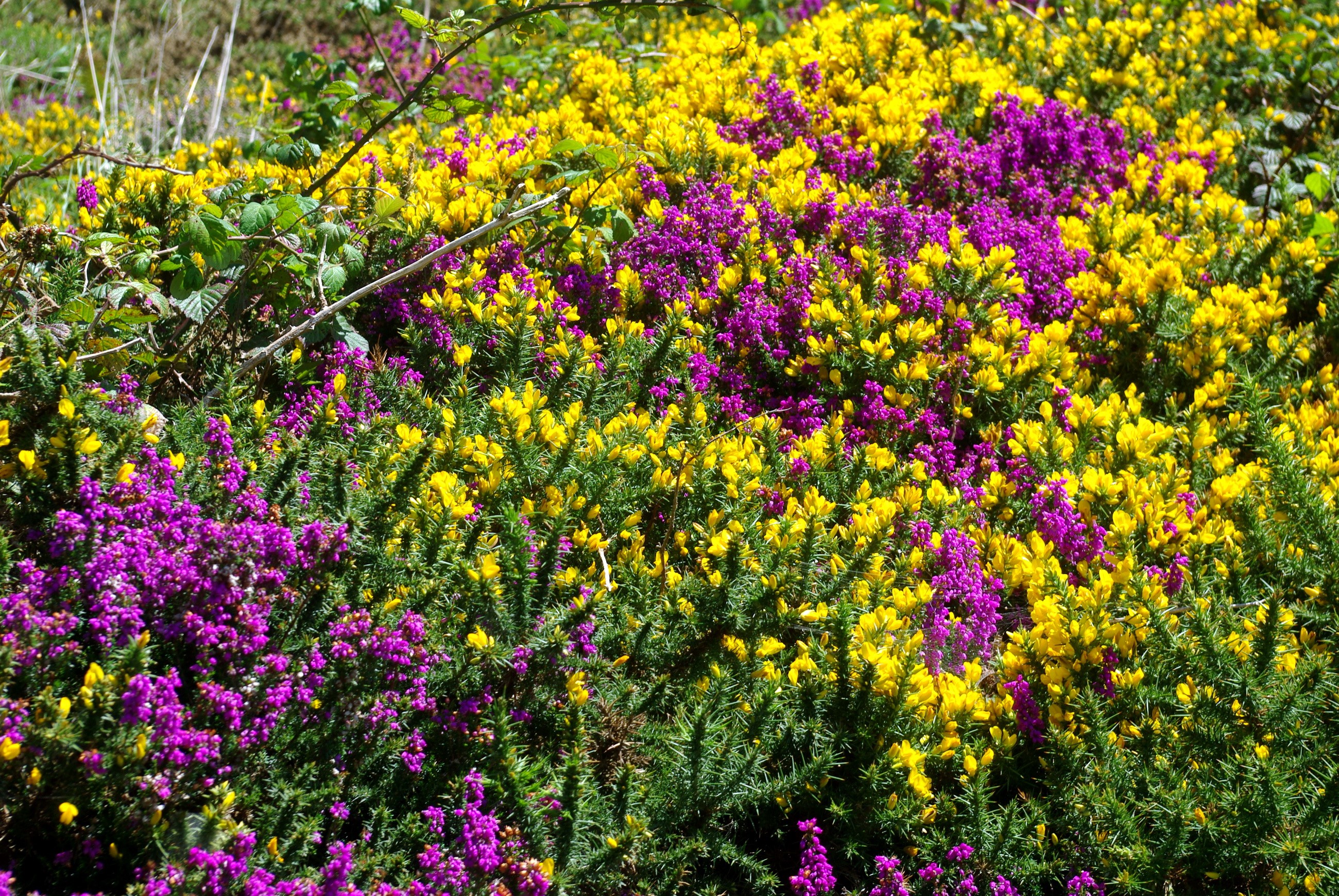 Yellow and purple flowers in a field HD Wallpaper