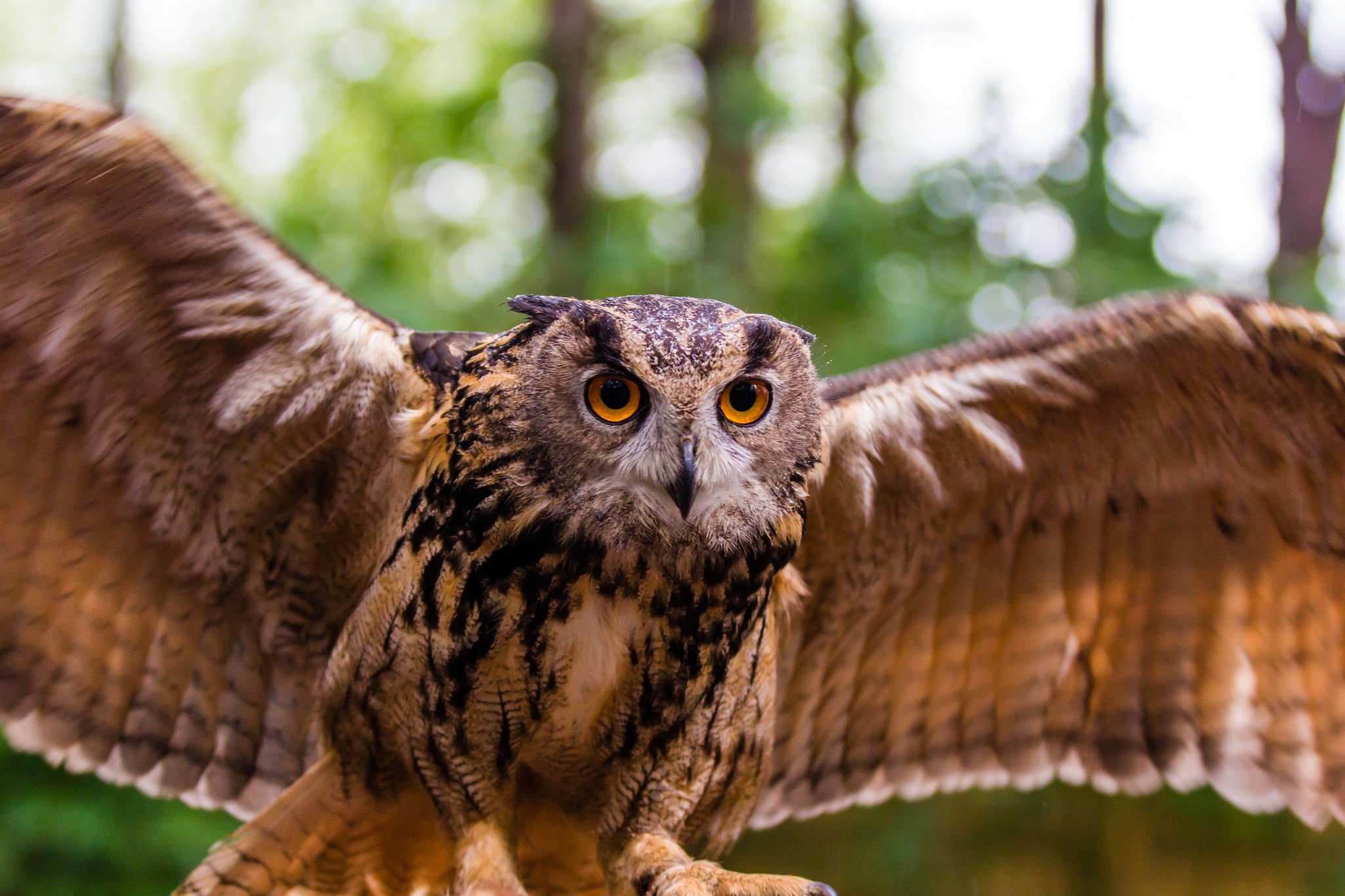 Eurasian Eagle-Owl with wings spread HD Wallpaper