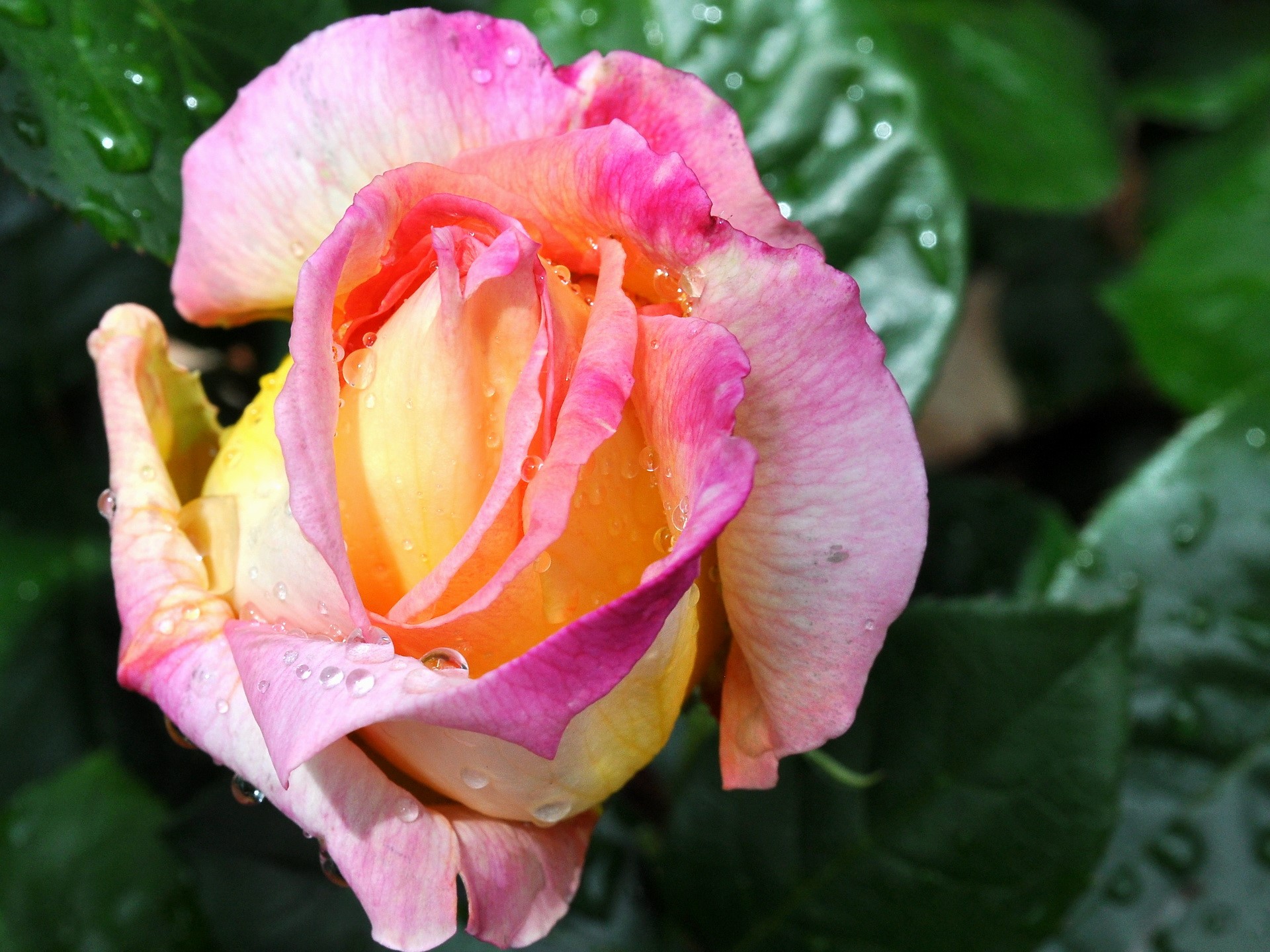 Close-up of a pink and yellow rose with water droplets HD Wallpaper