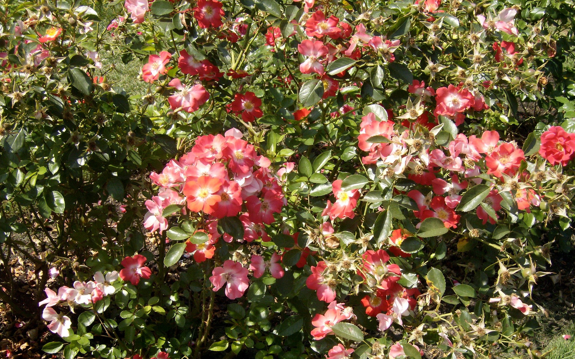 A bush of pink and red roses in bloom HD Wallpaper