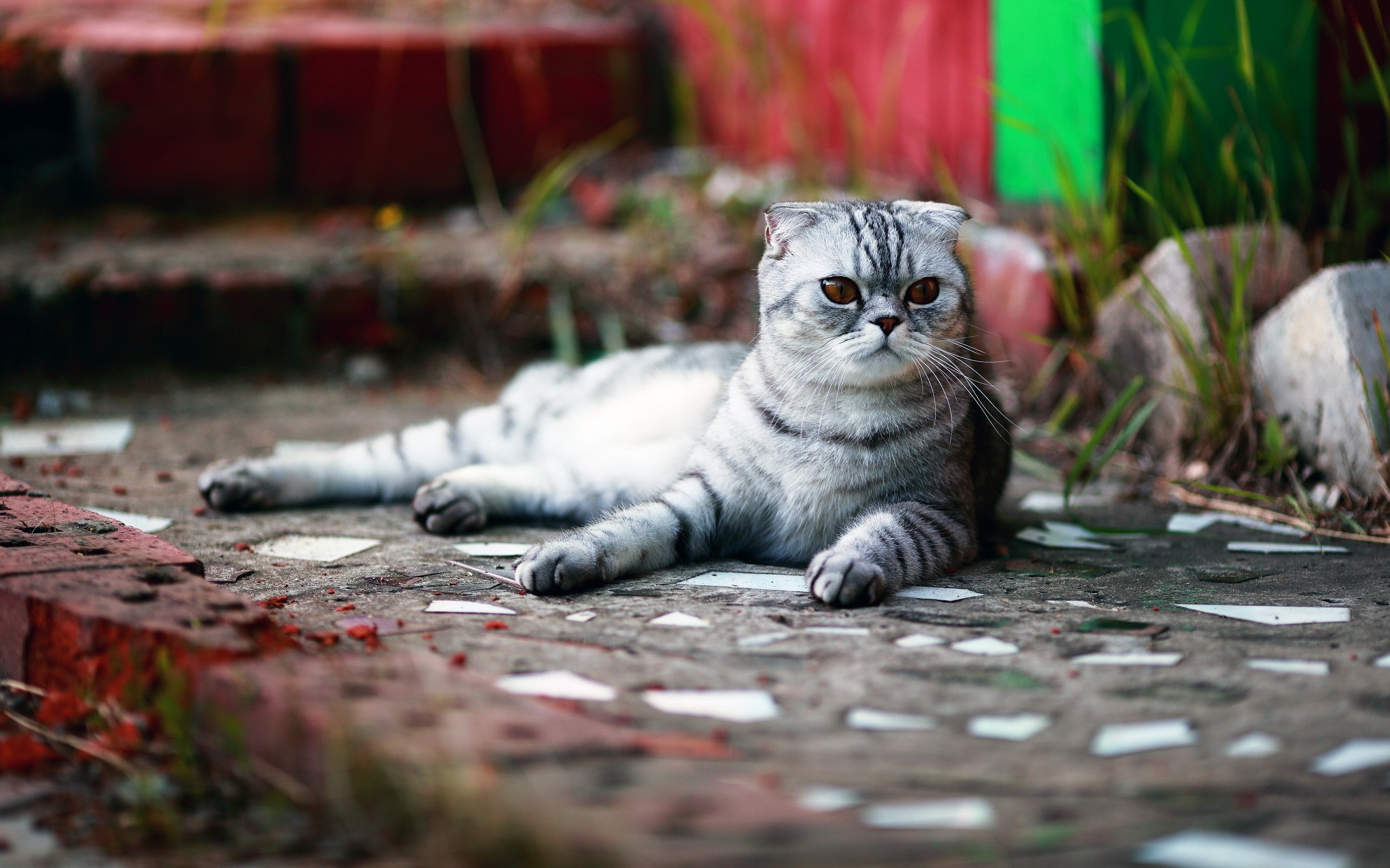 Scottish Fold cat lying on the ground HD Wallpaper