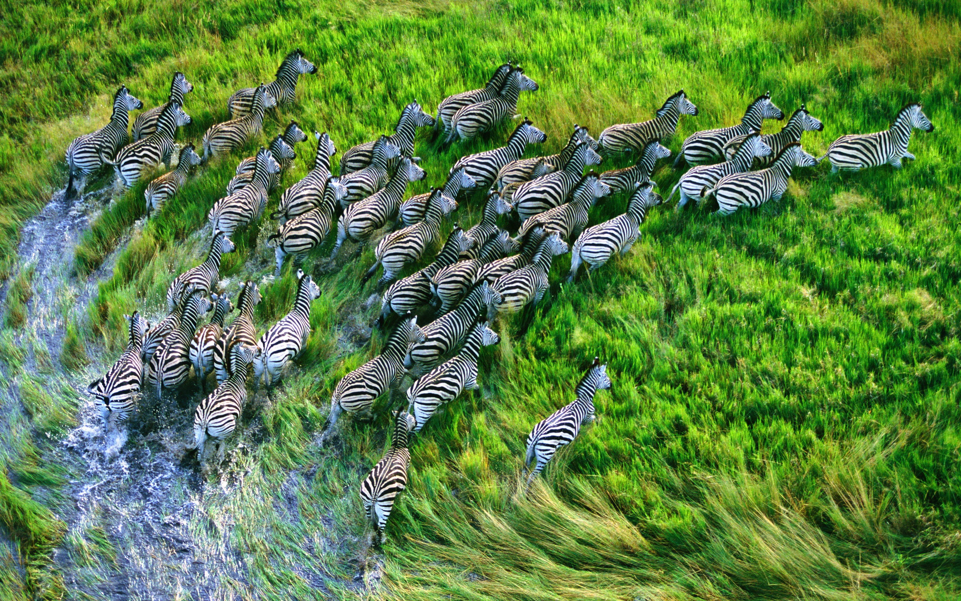 Herd of zebras crossing a stream HD Wallpaper