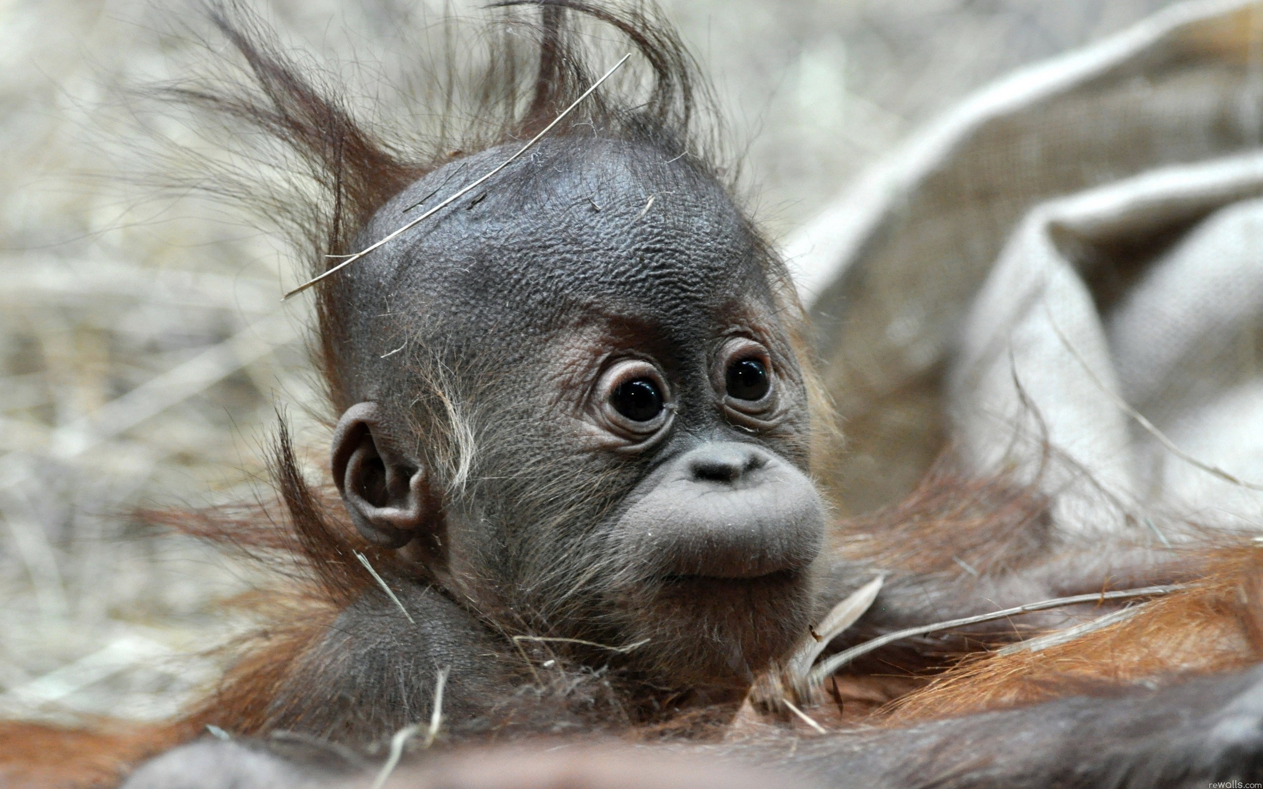Baby orangutan with messy hair HD Wallpaper