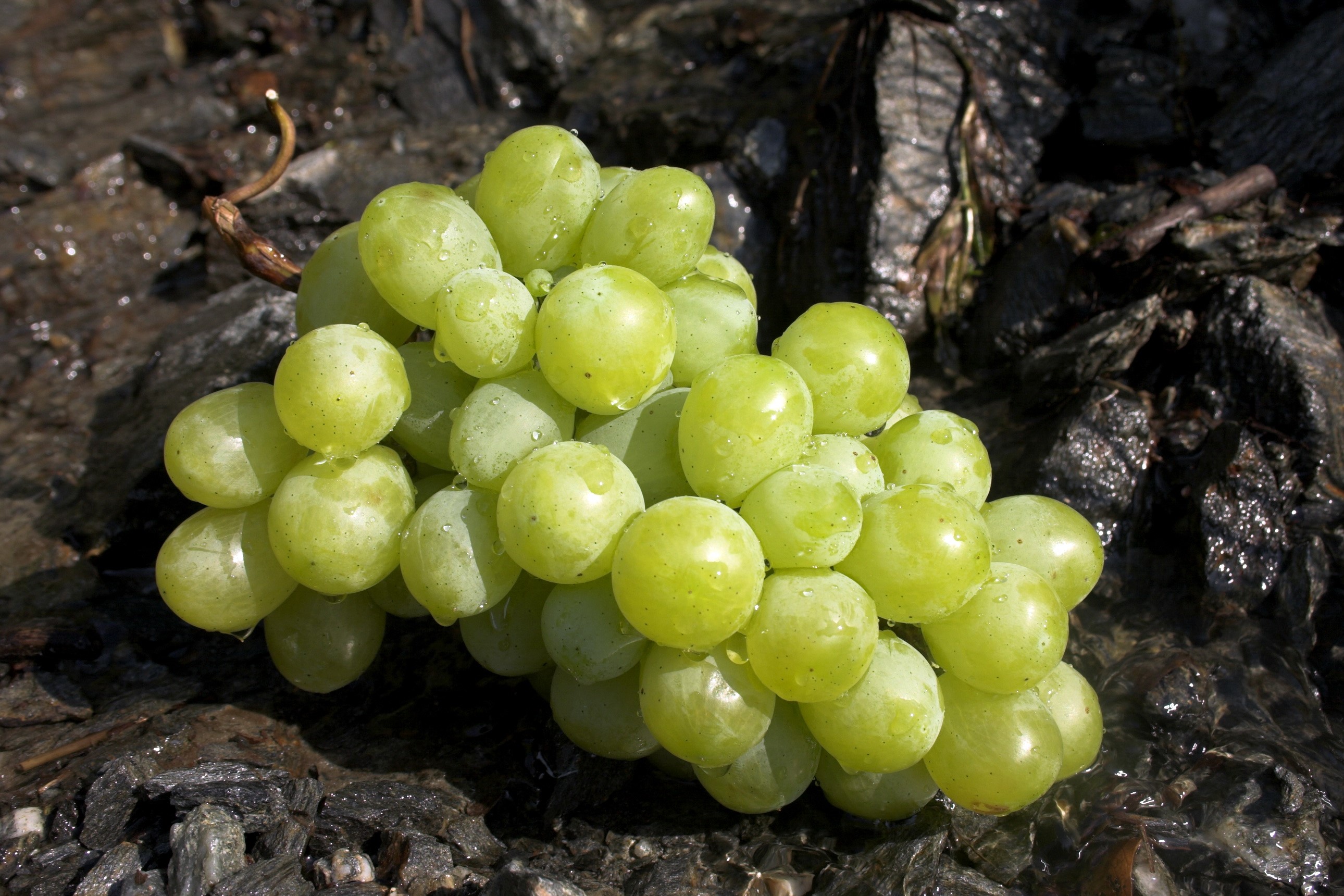 A bunch of green grapes with water droplets HD Wallpaper