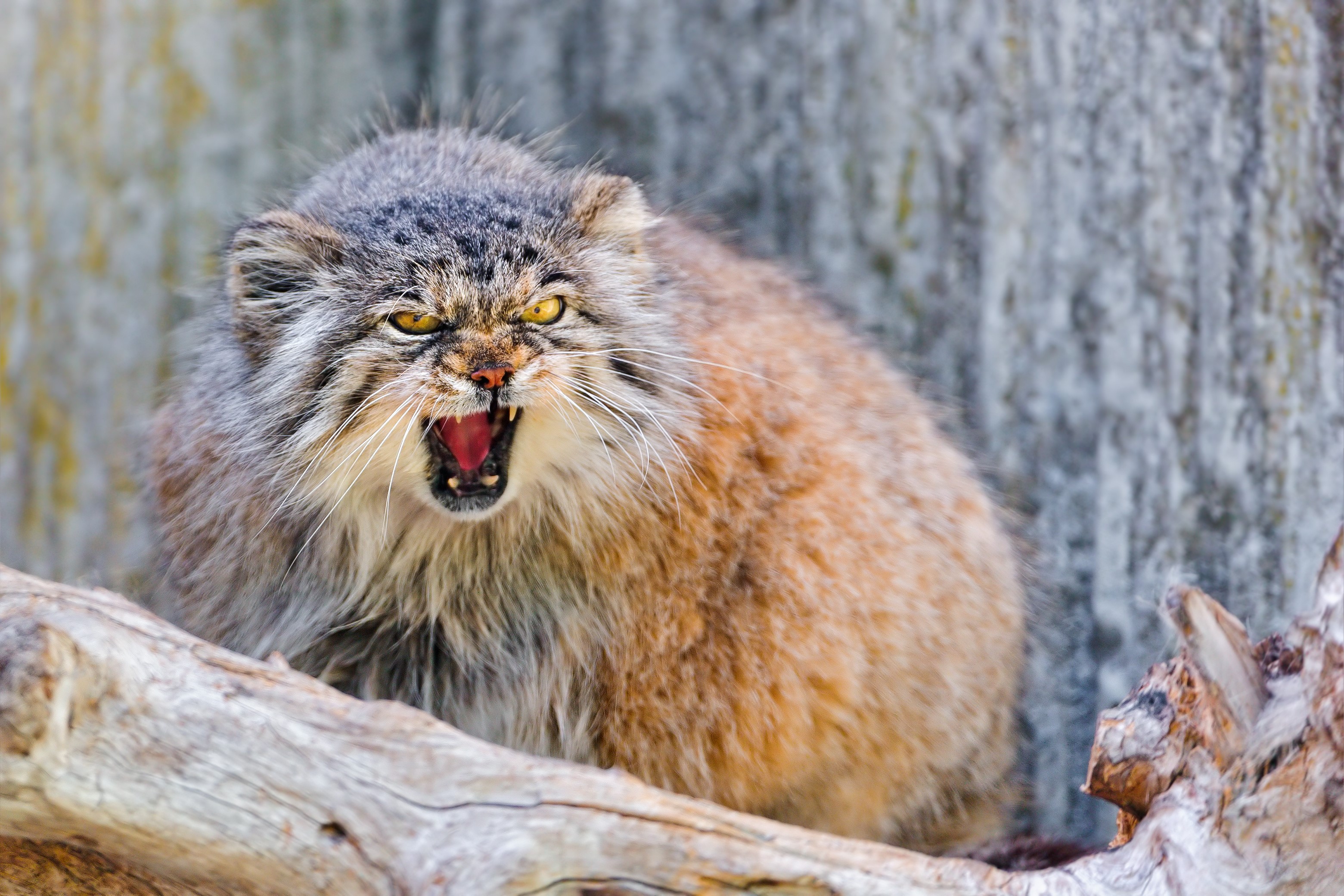 Pallas's cat with mouth open HD Wallpaper