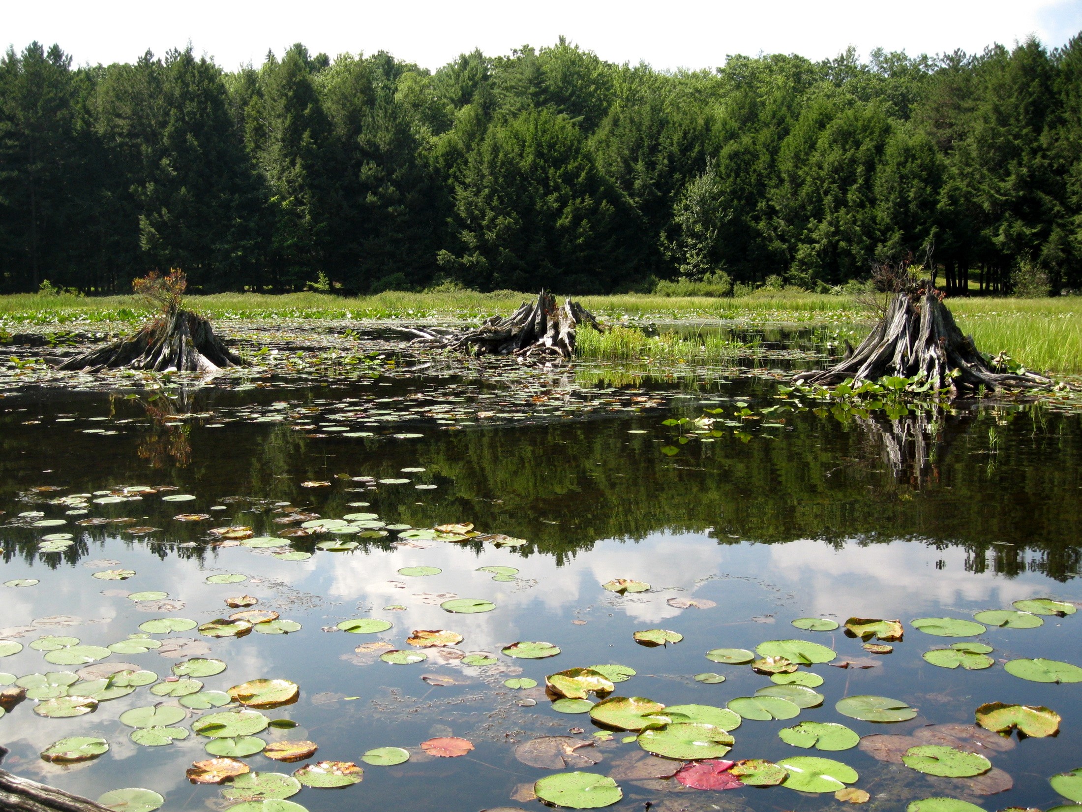 Stumps in a pond with lily pads and forest background HD Wallpaper