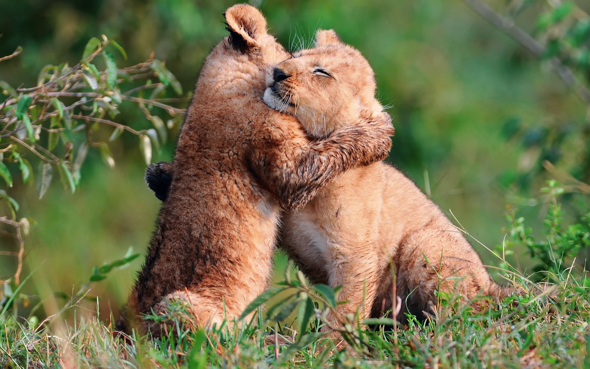 Two lion cubs hugging in grass HD Wallpaper