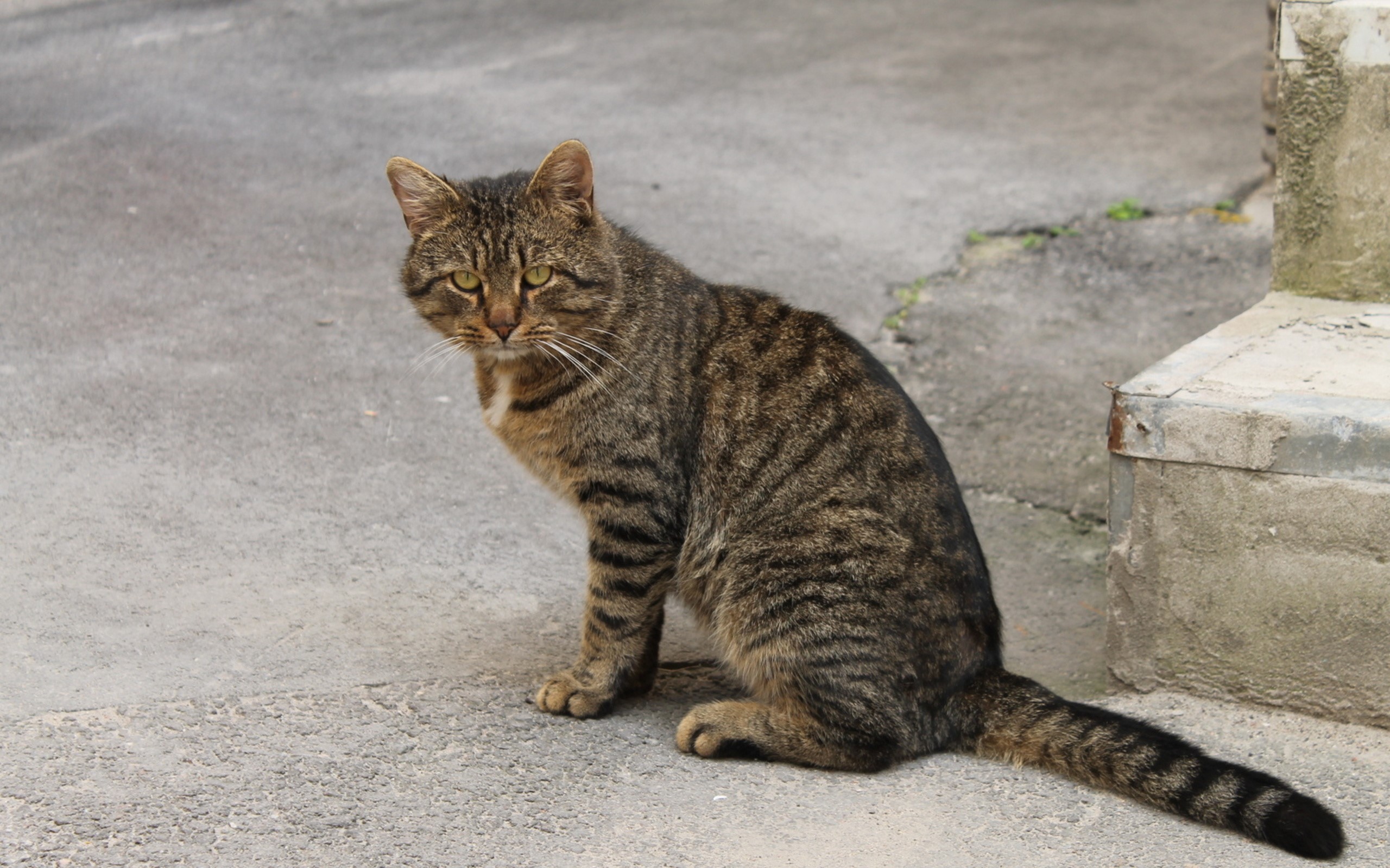 A tabby cat sits on a concrete surface. HD Wallpaper