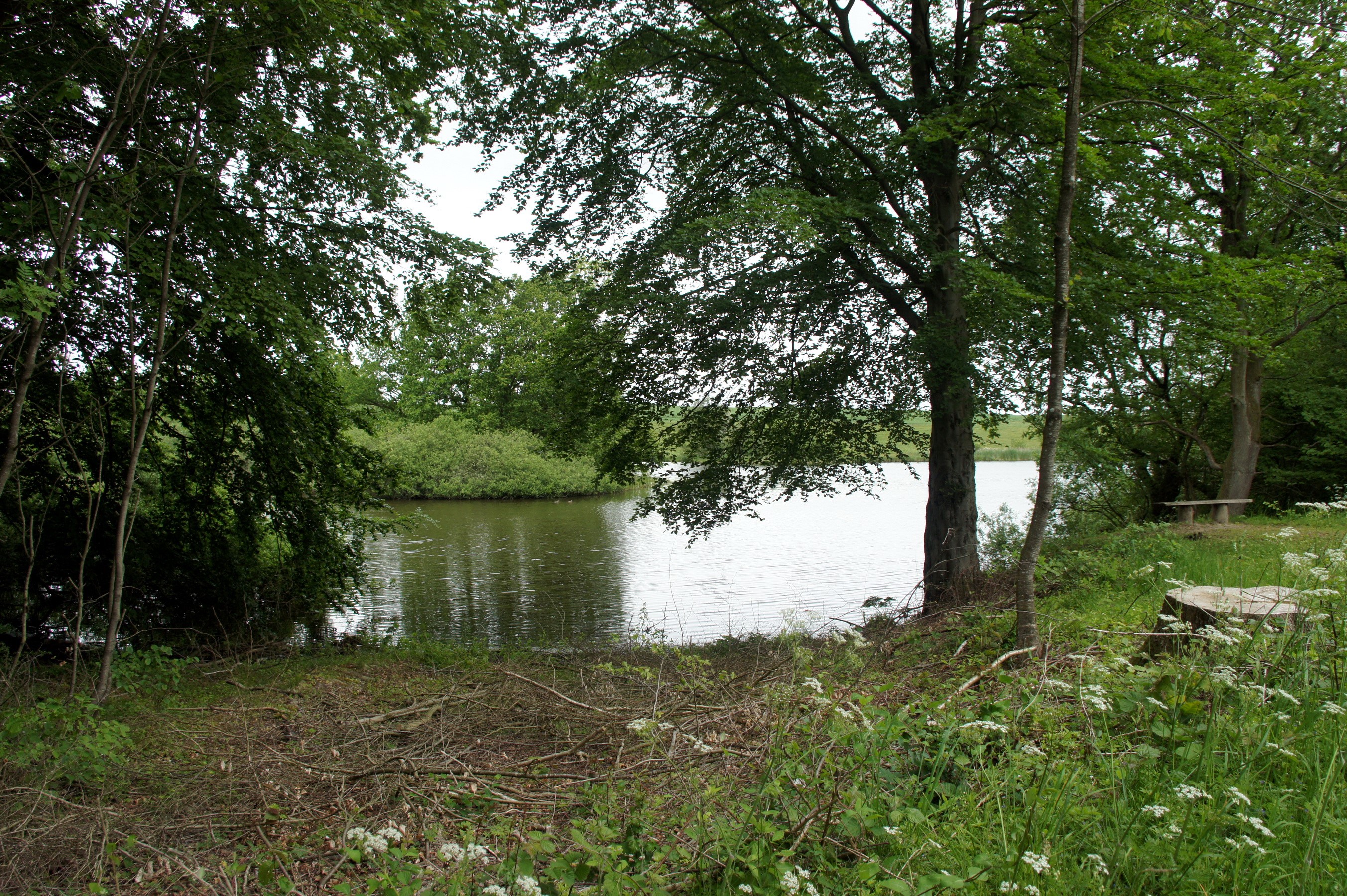 Lake surrounded by trees with a bench HD Wallpaper