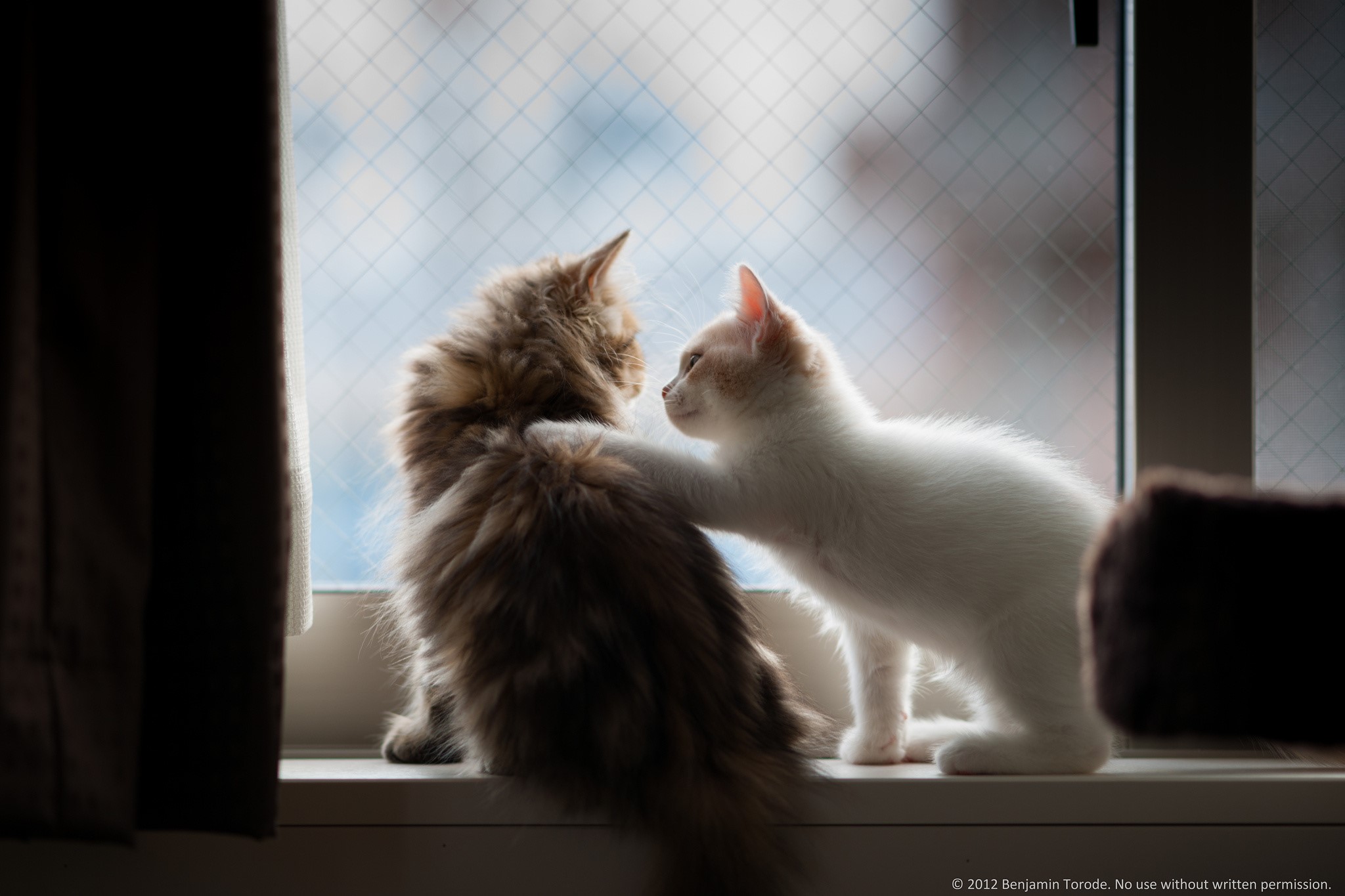 Two kittens on a windowsill HD Wallpaper