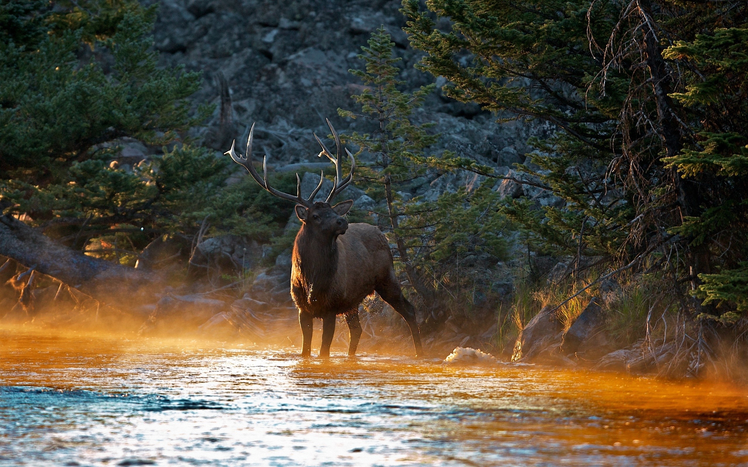 Elk standing in a misty river at sunrise HD Wallpaper