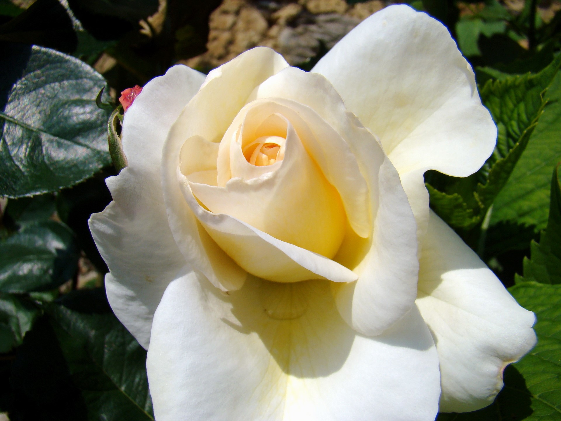 Close-up of a white and yellow rose HD Wallpaper
