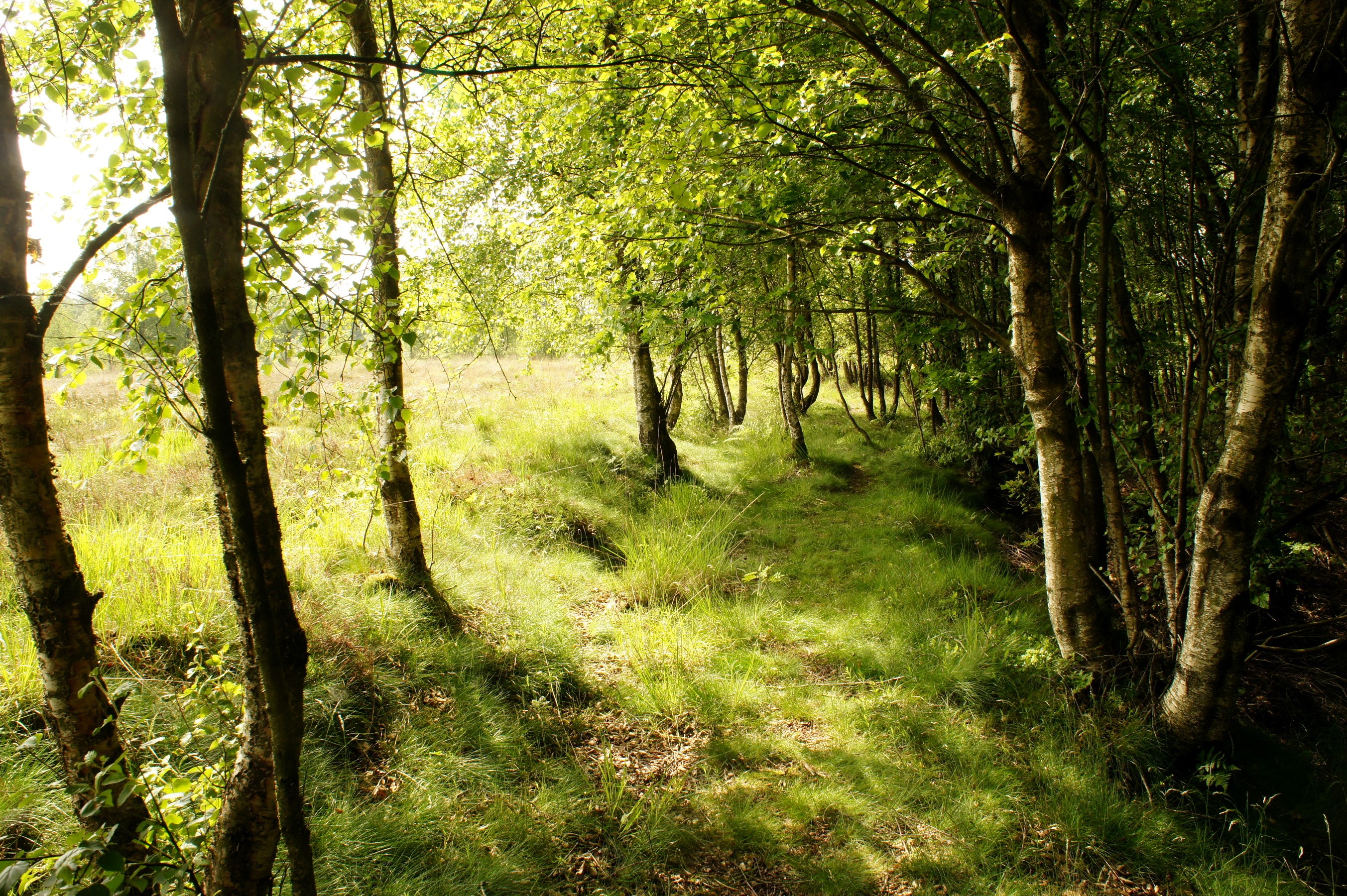 Sunlight filtering through trees in a forest HD Wallpaper