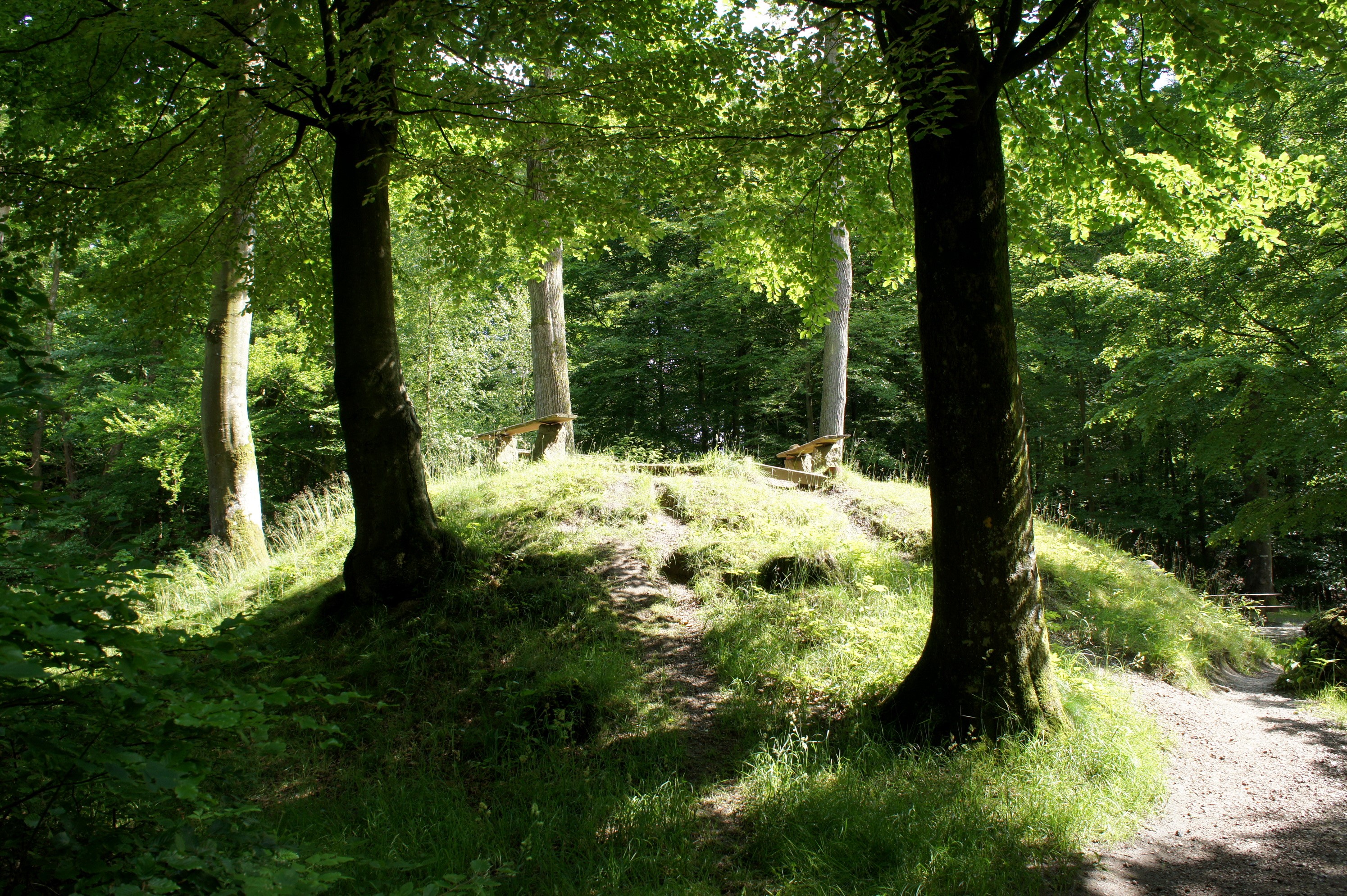 Sunlit forest clearing with benches on a hill HD Wallpaper