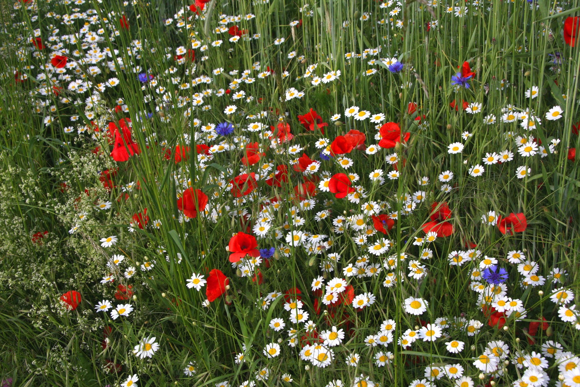 Field of poppies, daisies, and cornflowers HD Wallpaper