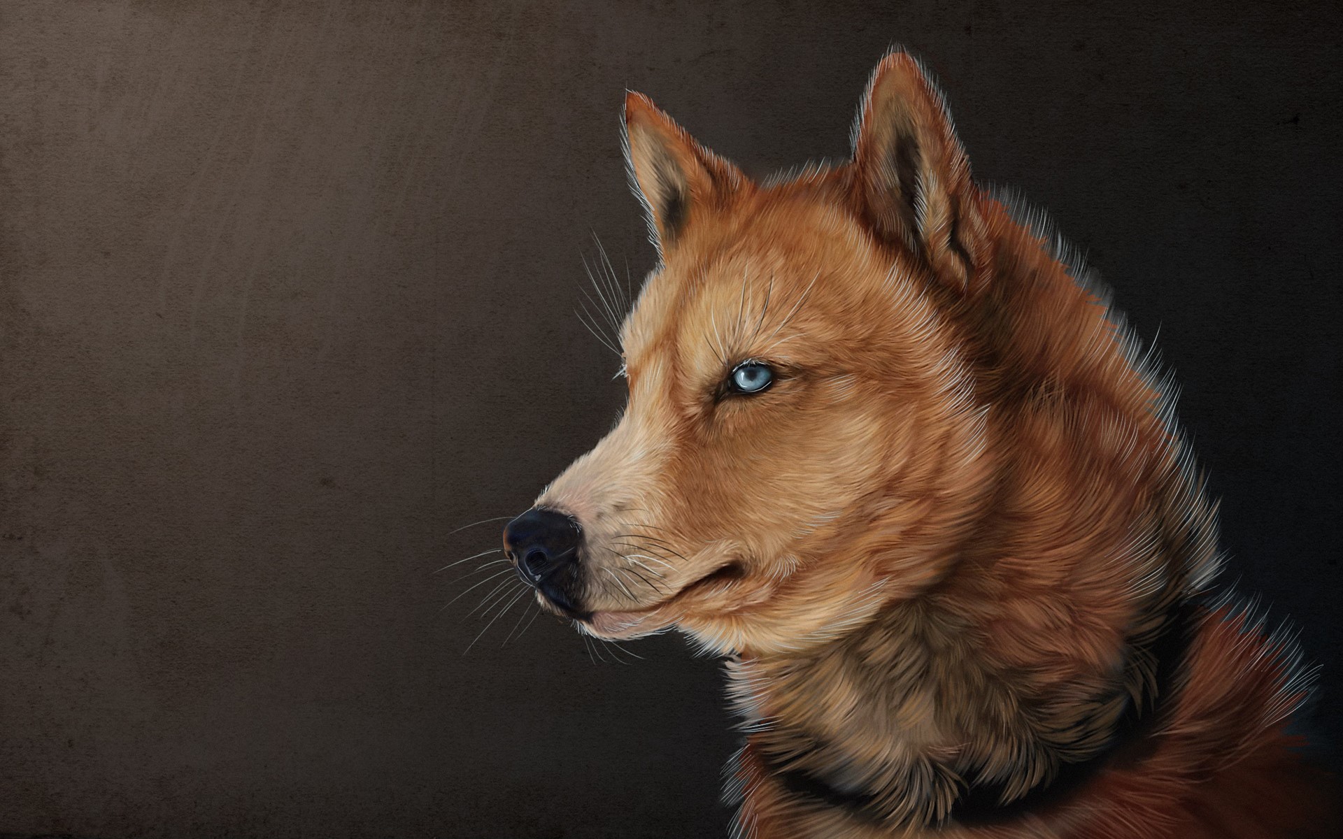 Close-up portrait of a husky dog HD Wallpaper