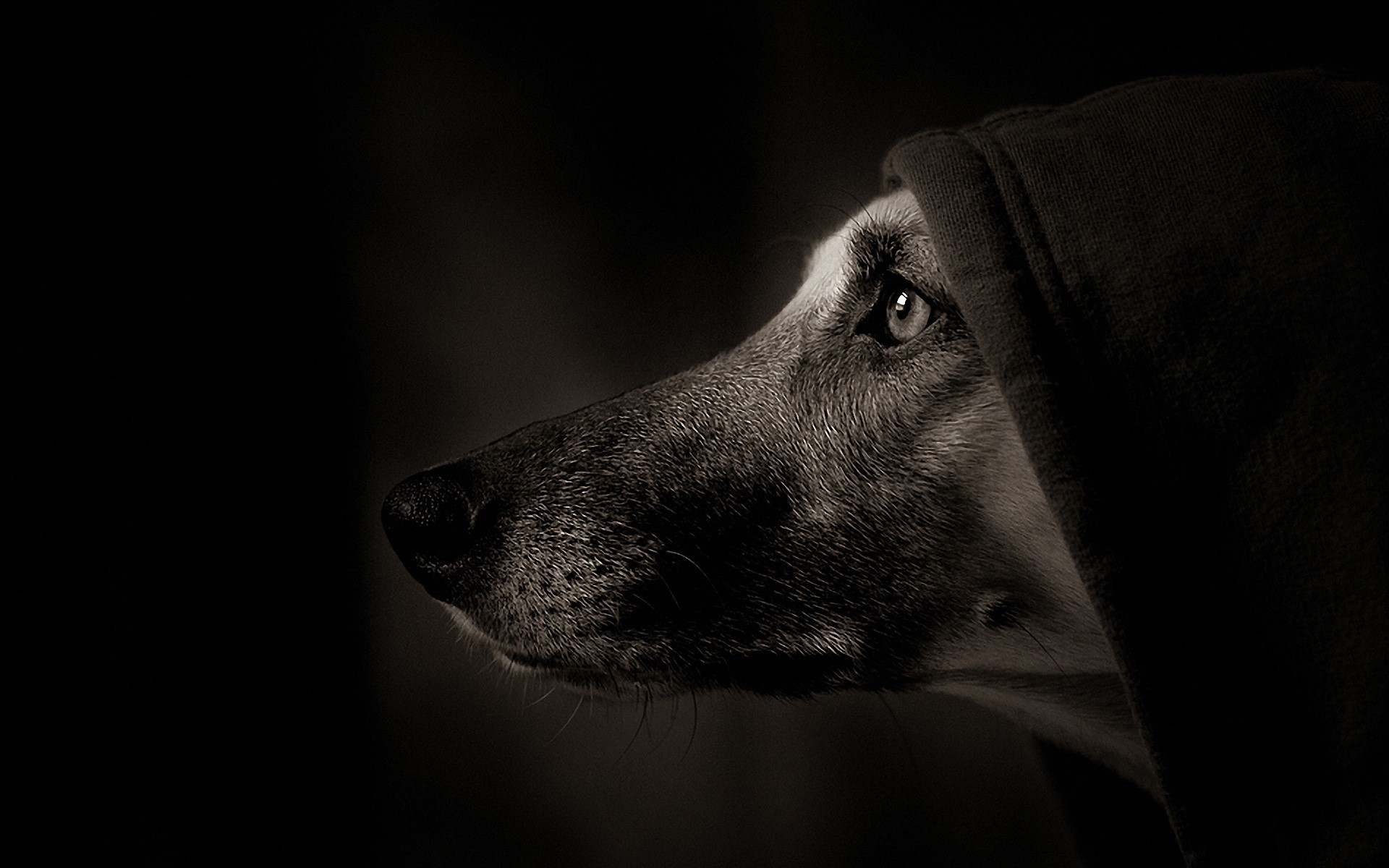 Dog wearing a hood on a black background HD Wallpaper
