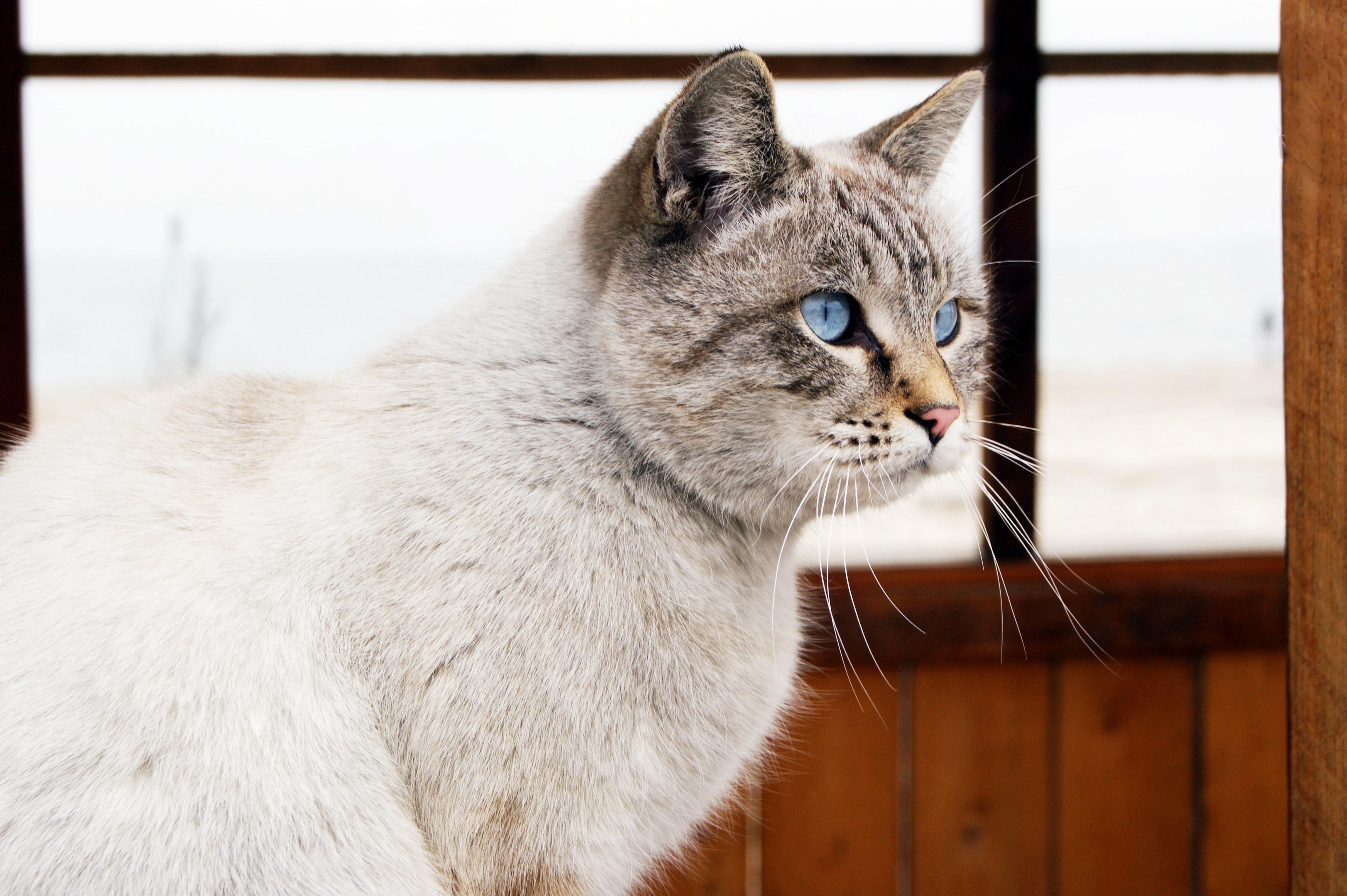 4K Cat with Blue Eyes HD Wallpaper