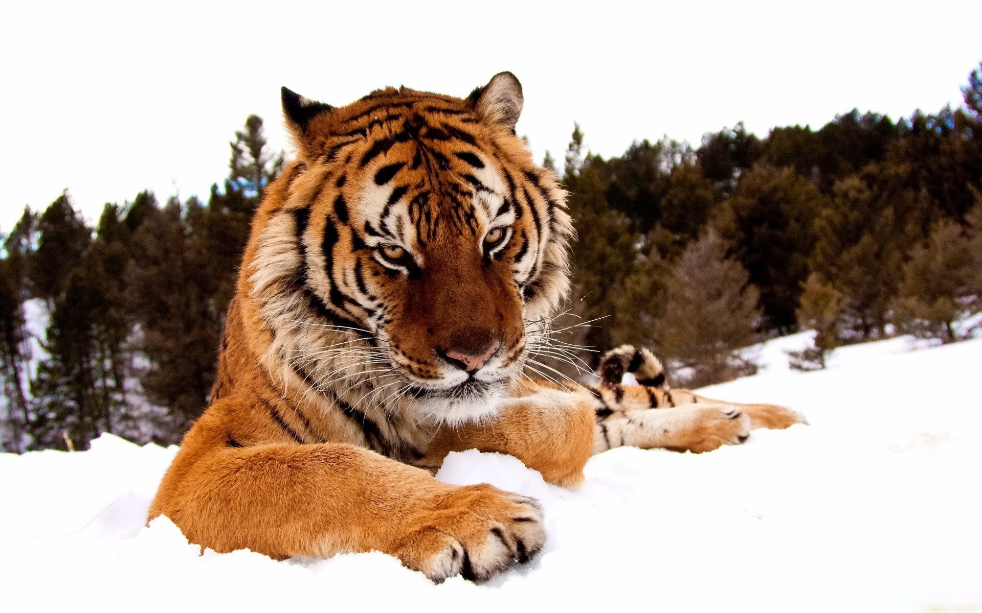 Tiger lying in the snow with trees in the background HD Wallpaper