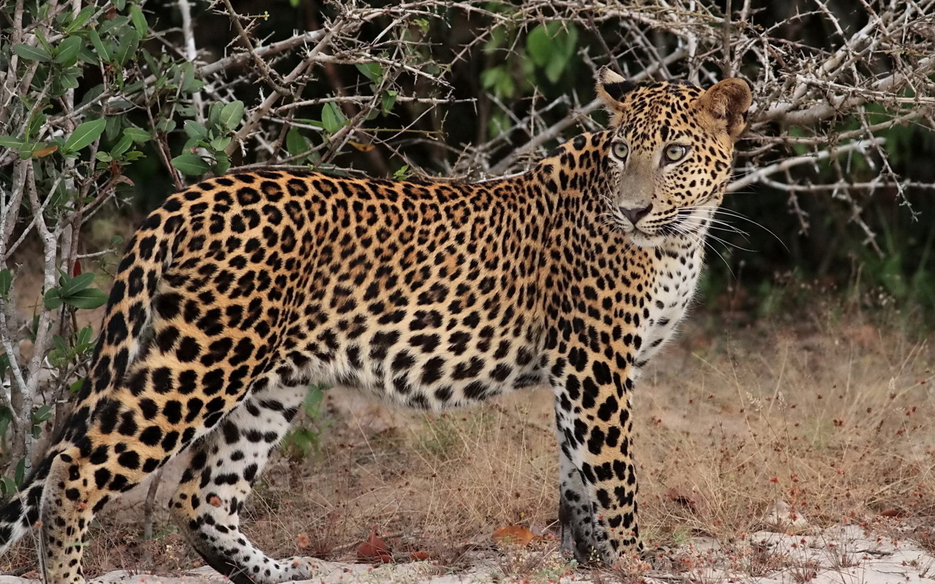 Leopard standing in dry brush HD Wallpaper
