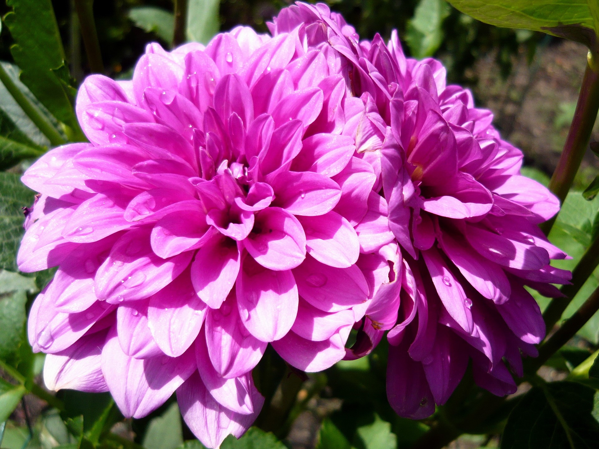 Two pink dahlias with water droplets HD Wallpaper