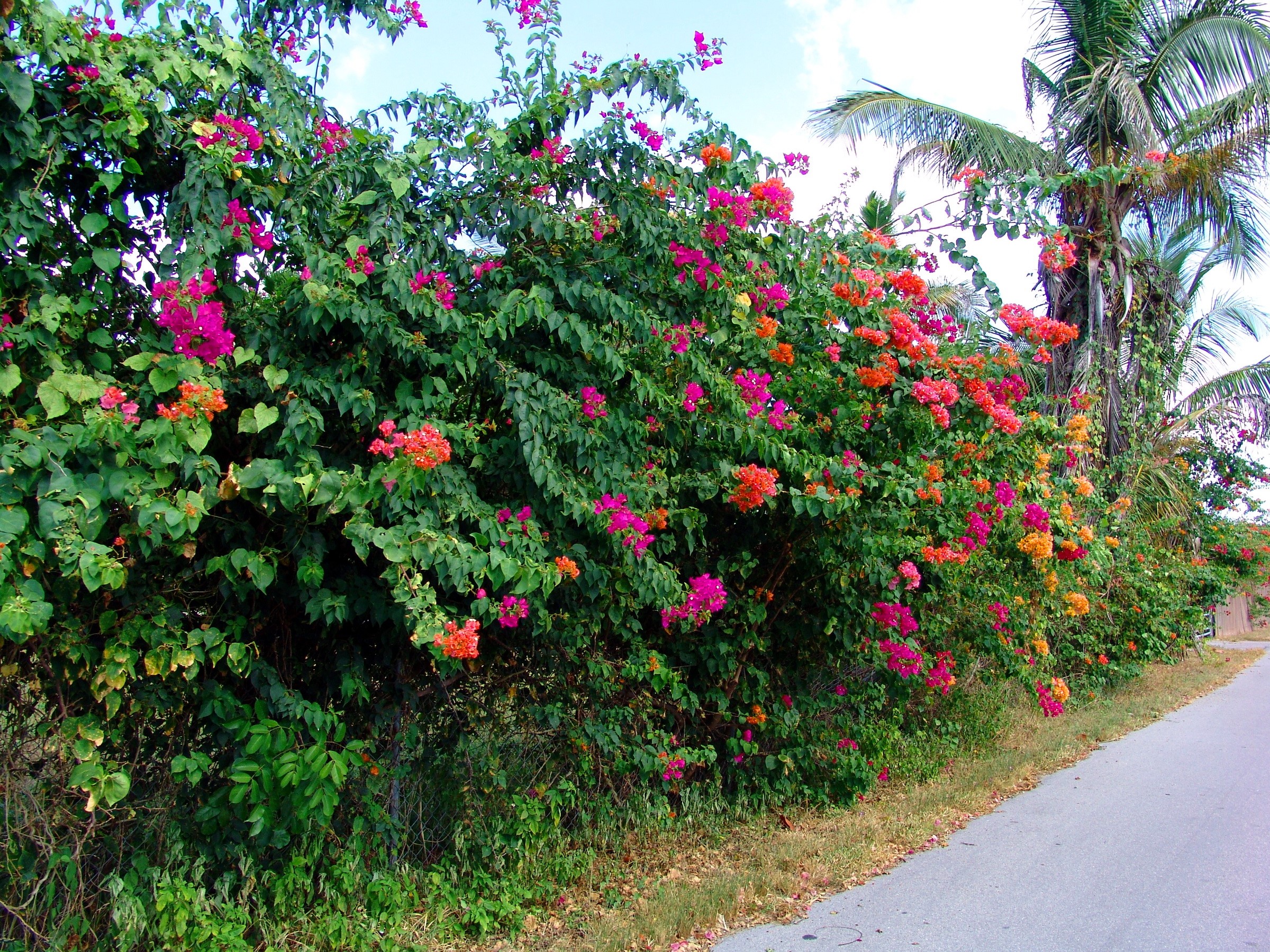 Bougainvillea flowers along a road with palm trees HD Wallpaper