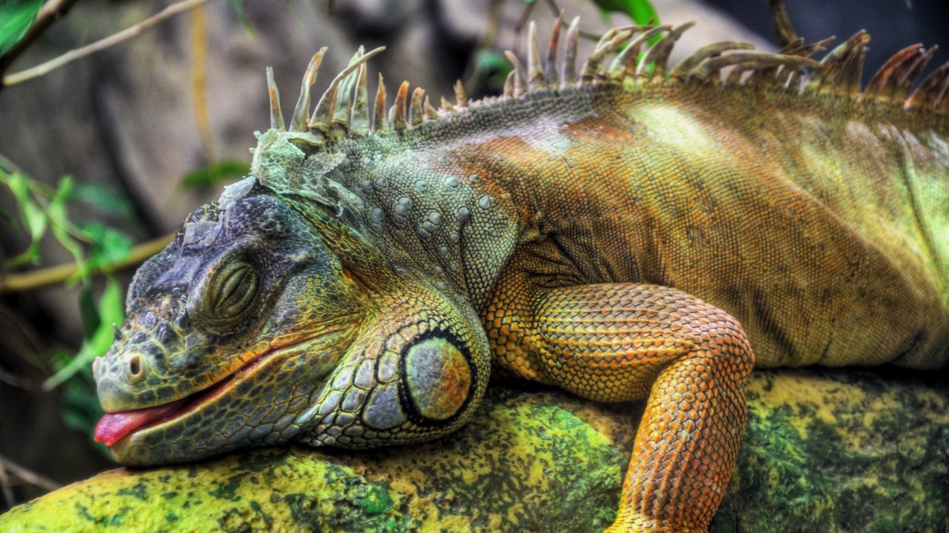 Green Iguana with Tongue Out Resting on a Branch HD Wallpaper
