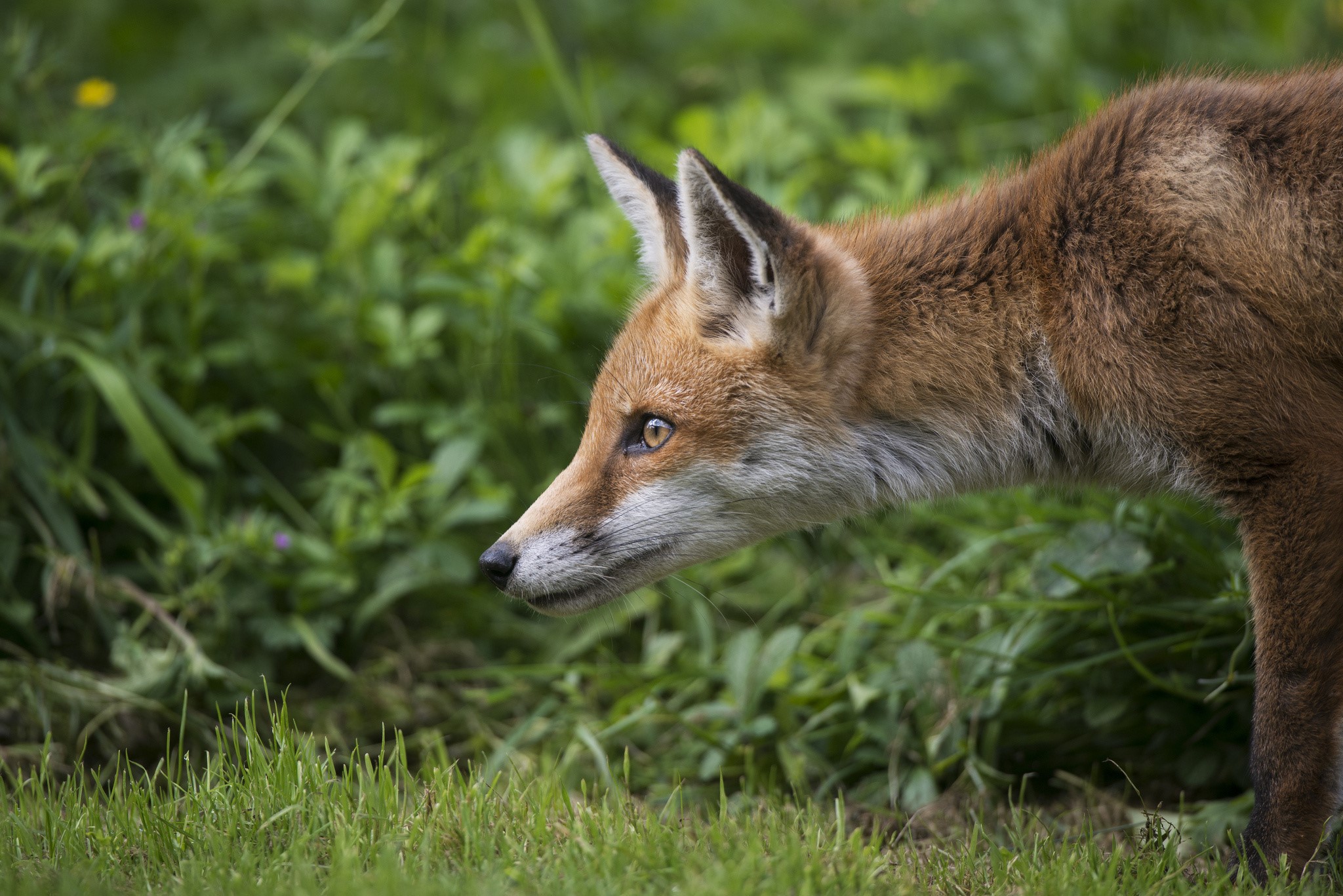 Red fox in green grass HD Wallpaper