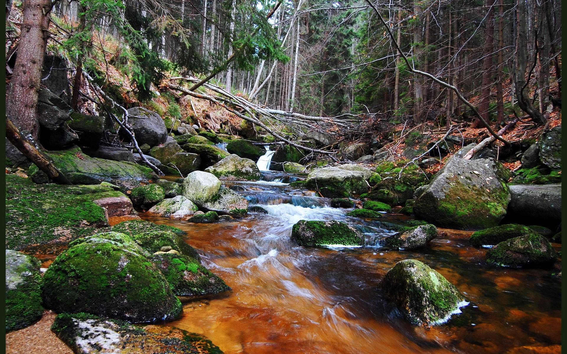 Forest stream with mossy rocks and fallen trees HD Wallpaper