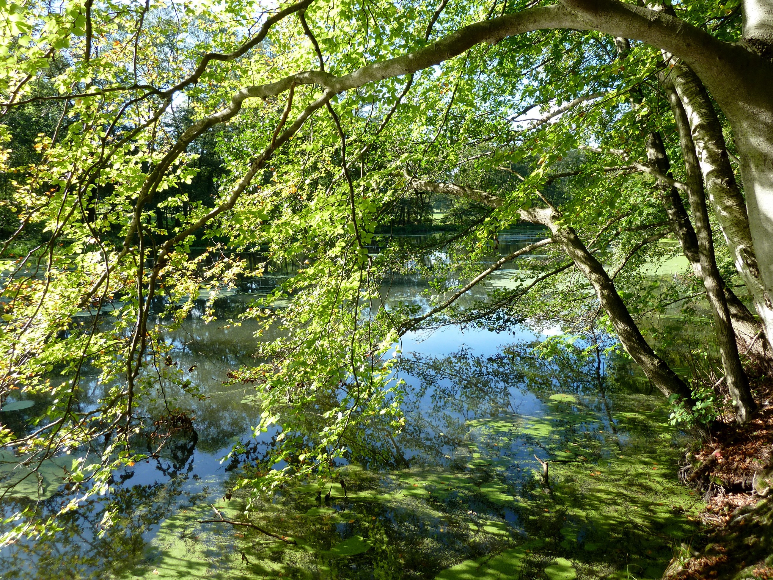 Trees over a pond with green algae HD Wallpaper