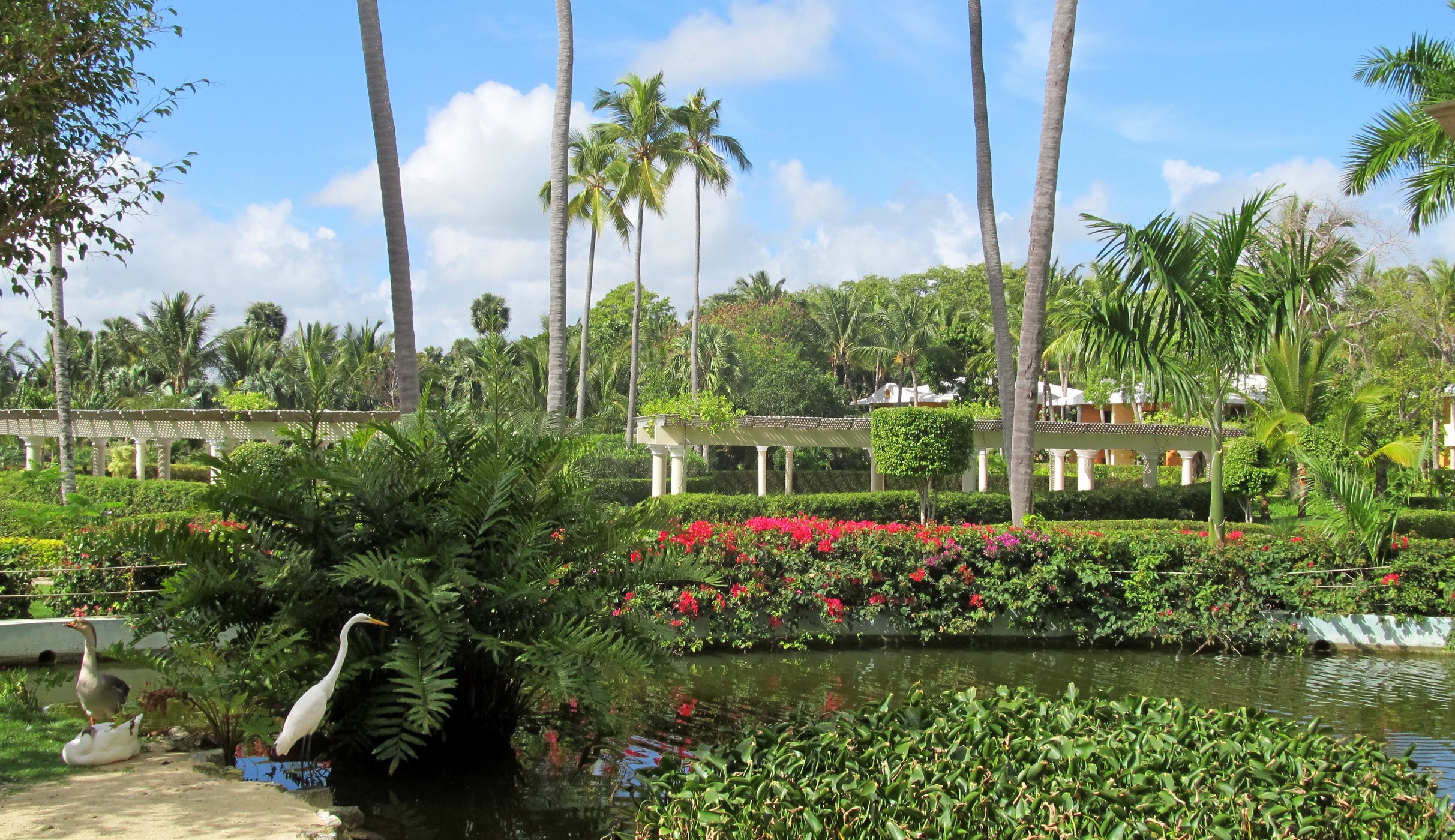 Tropical garden with palm trees and a pond HD Wallpaper