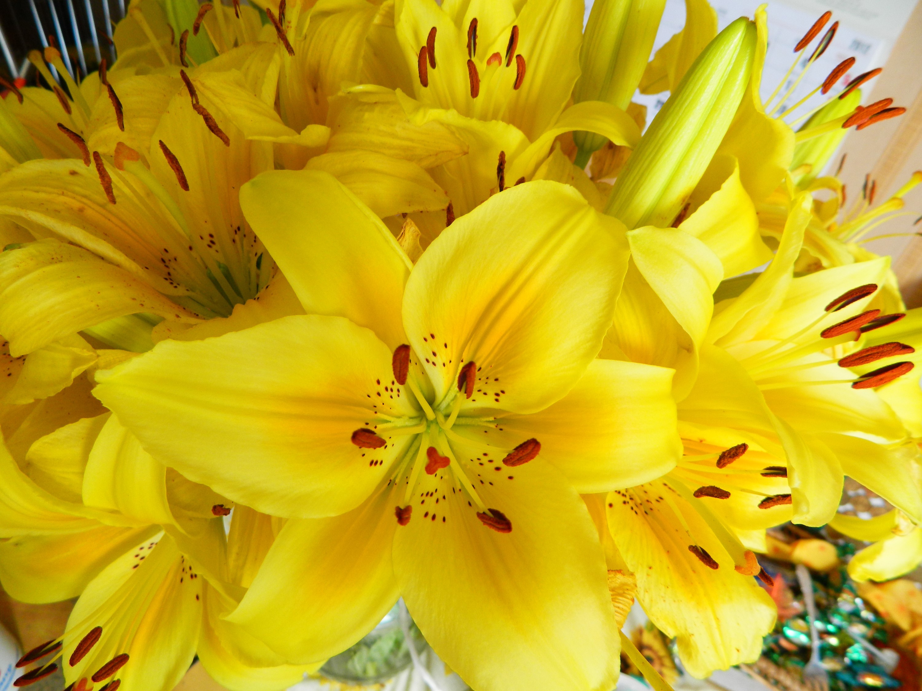 A close-up of bright yellow lilies HD Wallpaper
