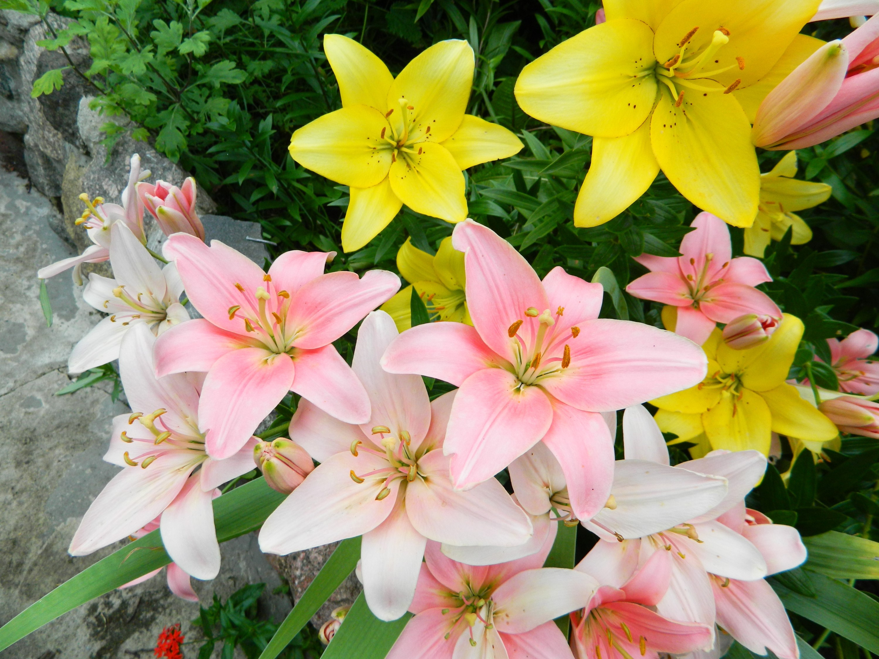 Pink and yellow lilies in a garden HD Wallpaper