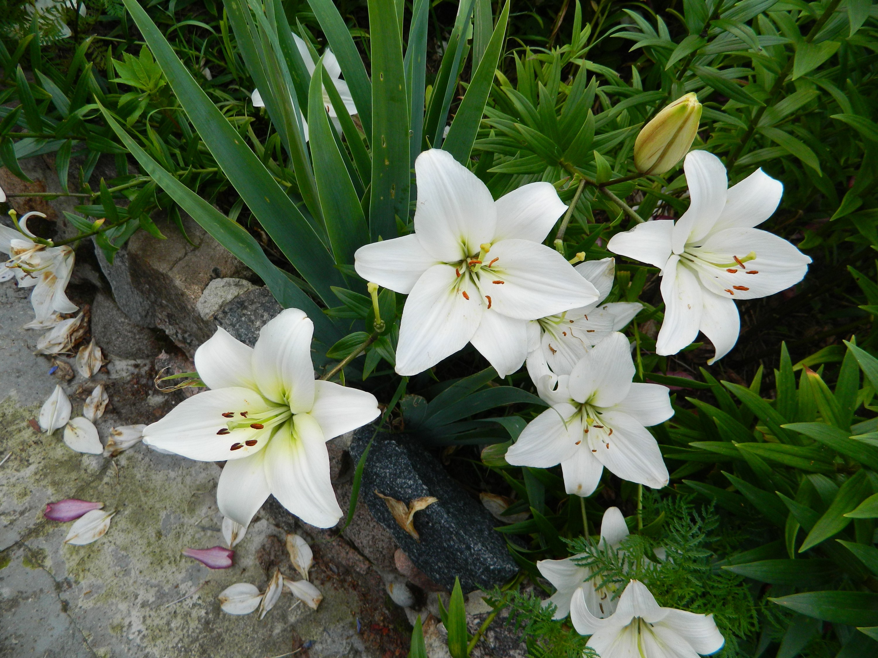 White Lilies in a Garden HD Wallpaper