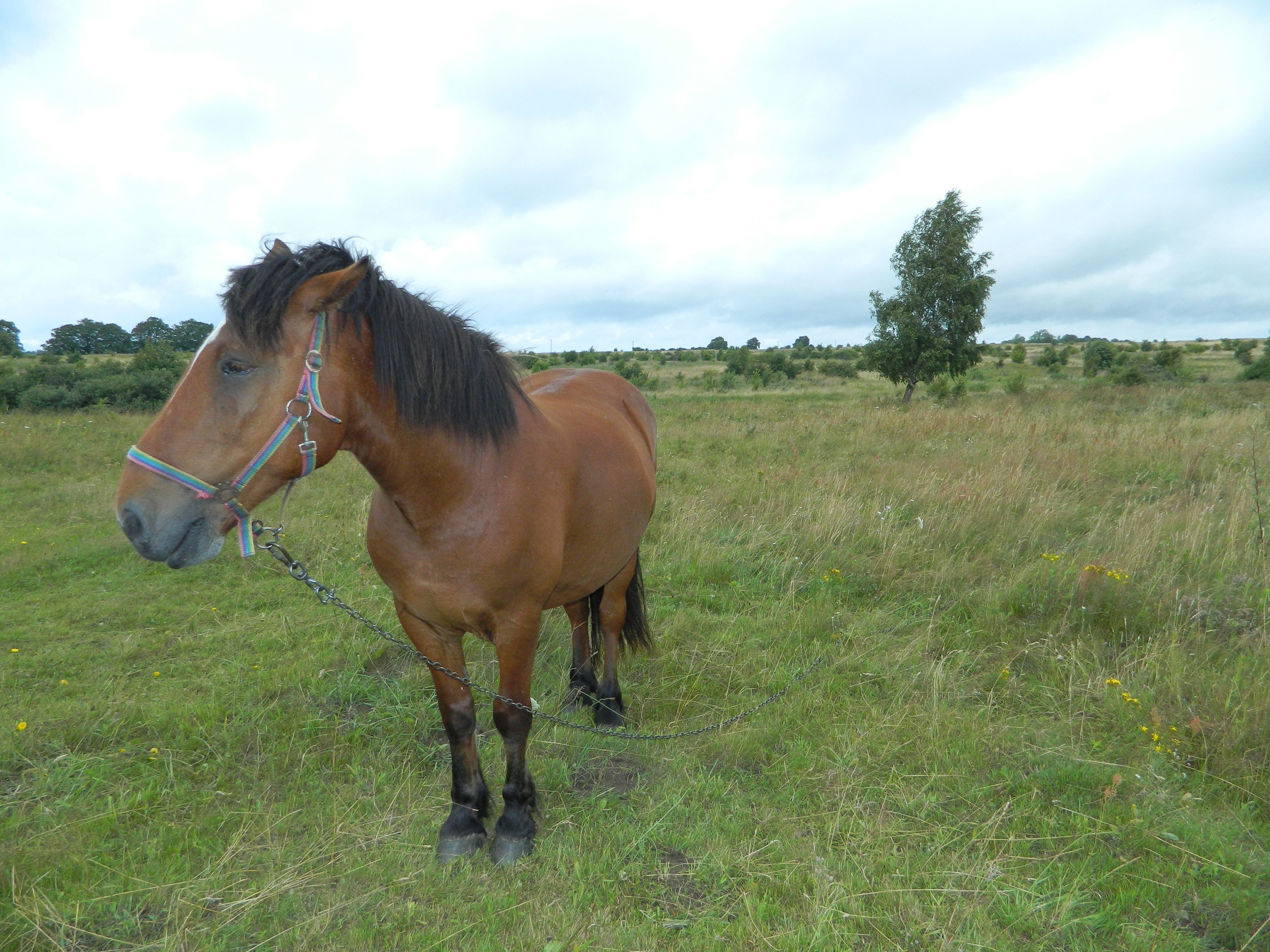 Brown horse with a halter in a grassy field HD Wallpaper