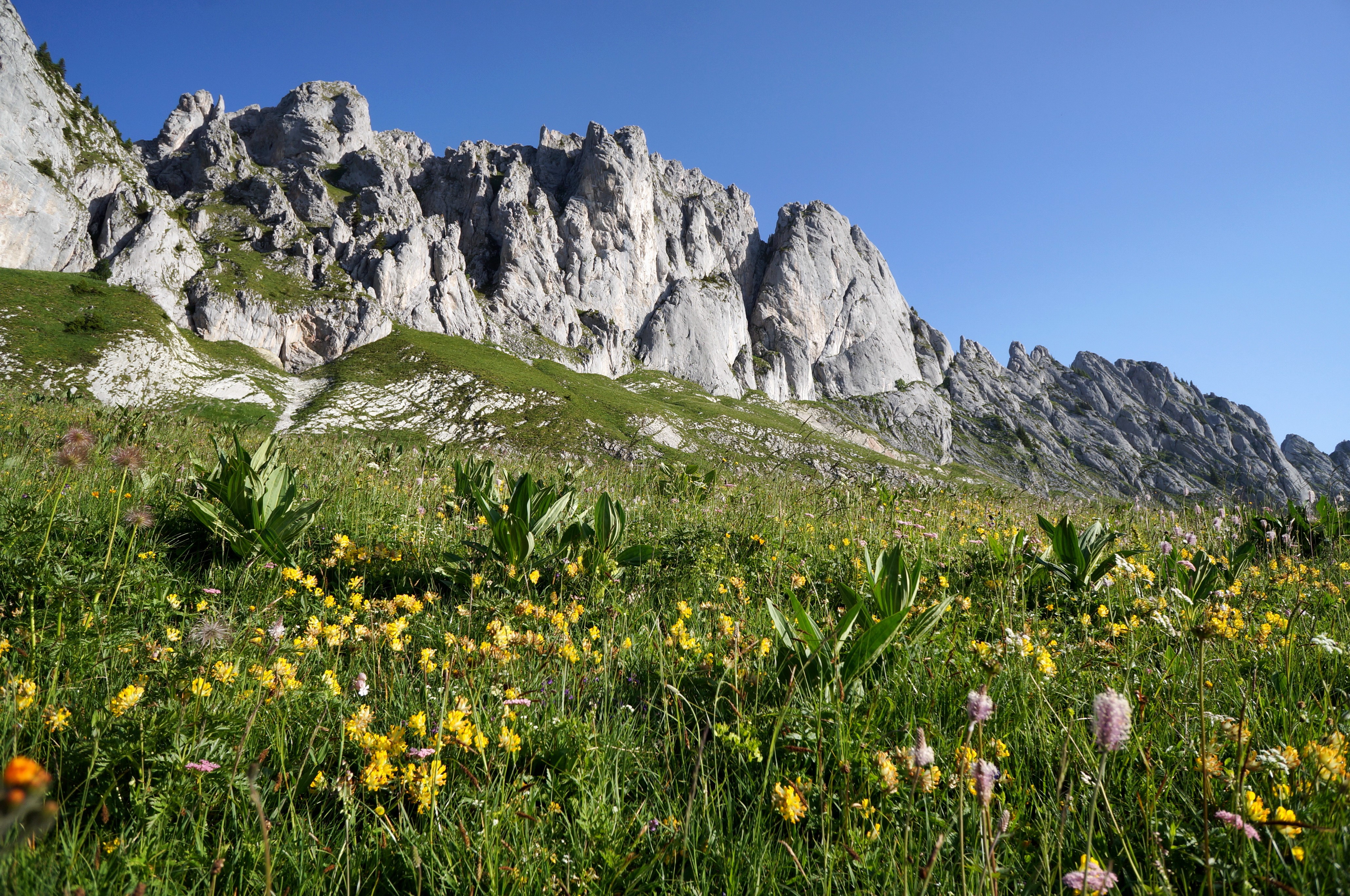 Gastlosen Switzerland Mountains with Wildflowers HD Wallpaper