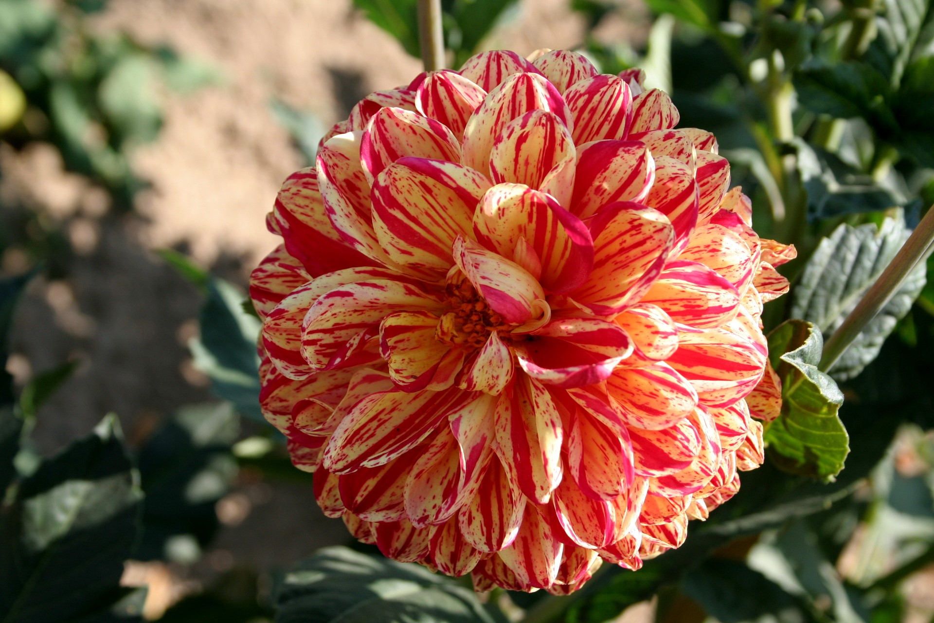 Close-up of a red and yellow striped Dahlia flower HD Wallpaper